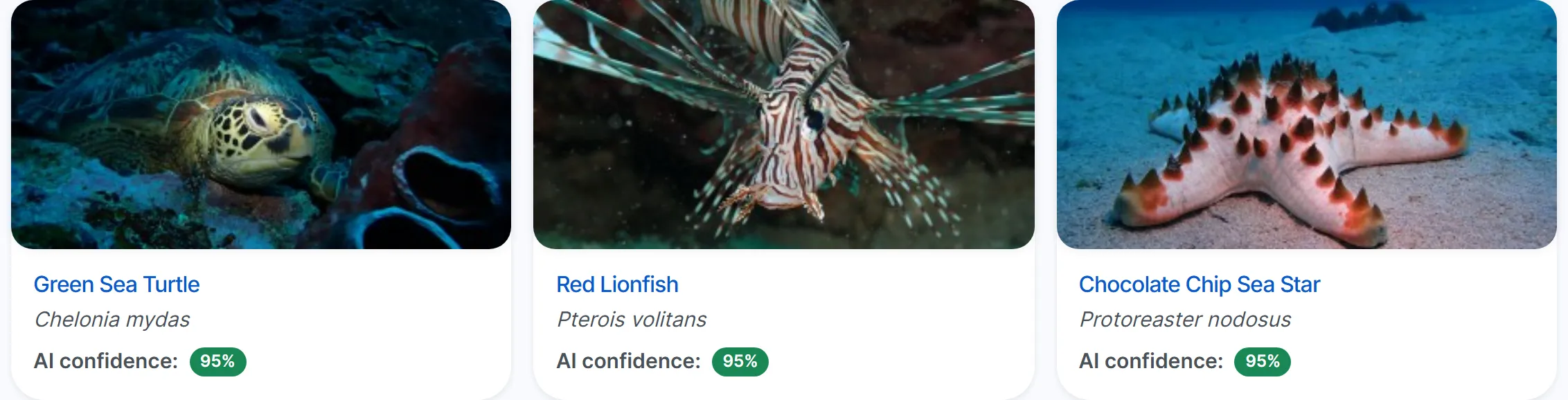 Three identifications by community divers: a green sea turtle, a red lionfish and a chocolate chip sea star, each with a 95% AI confidence badge.