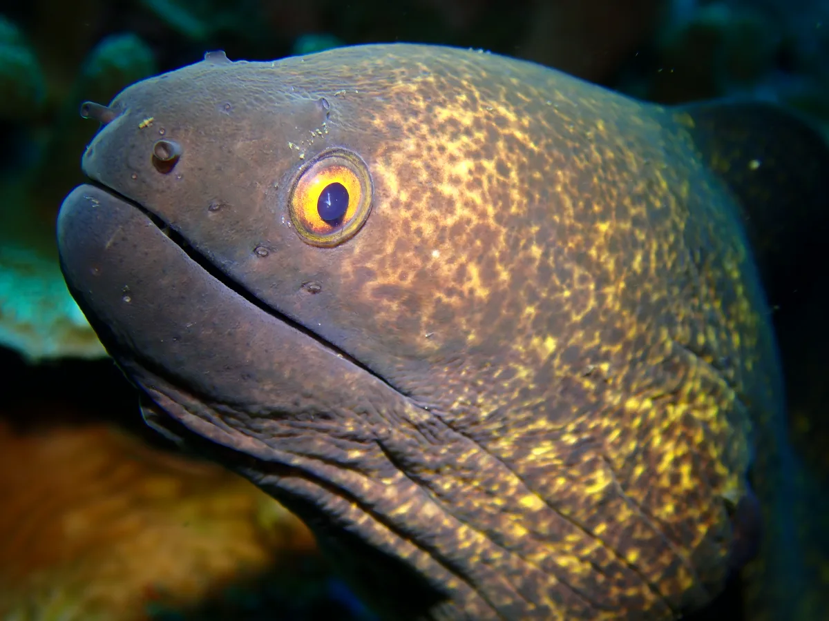 Moray Eel
