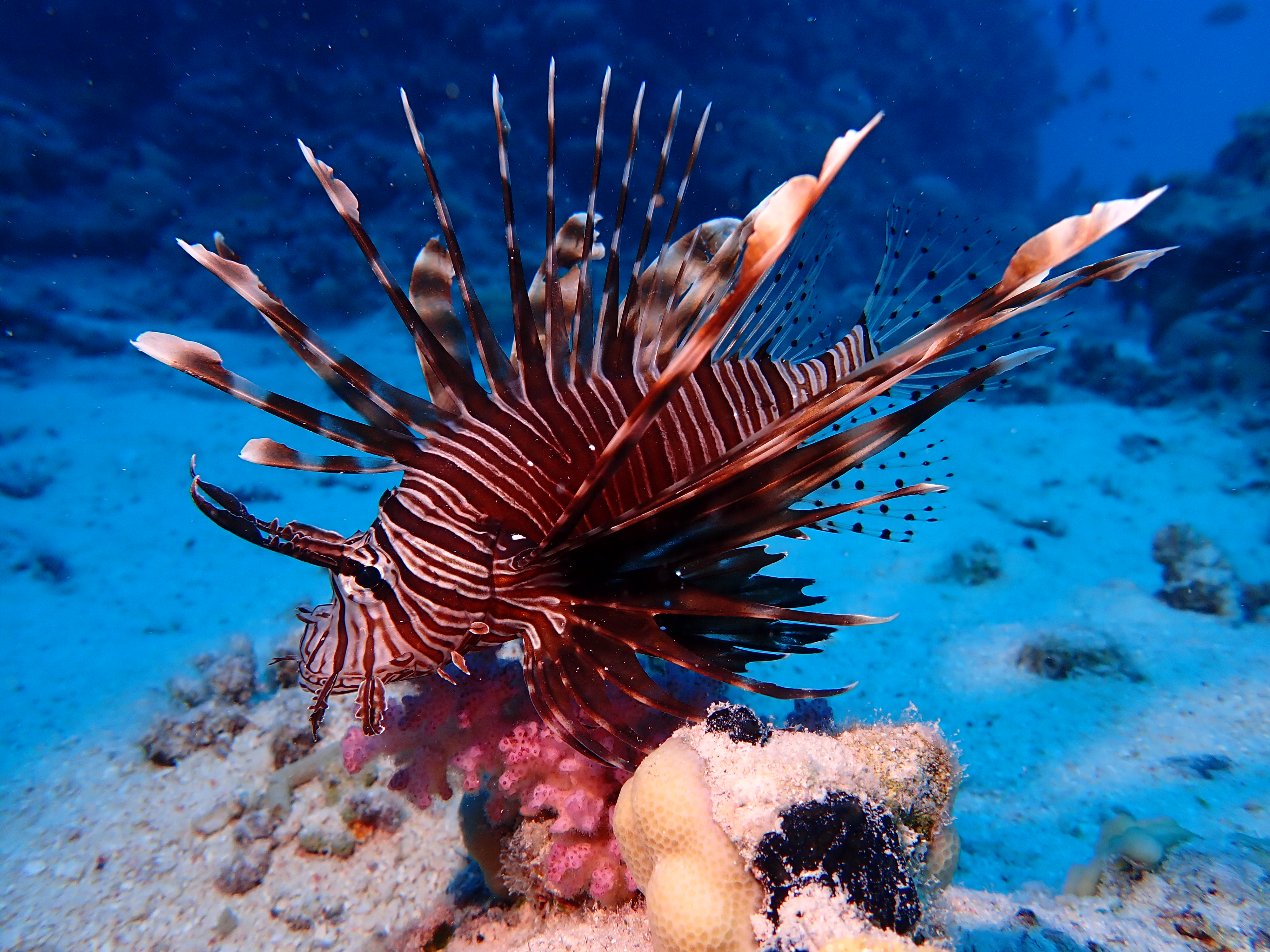 Red Lionfish (Pterois volitans)
