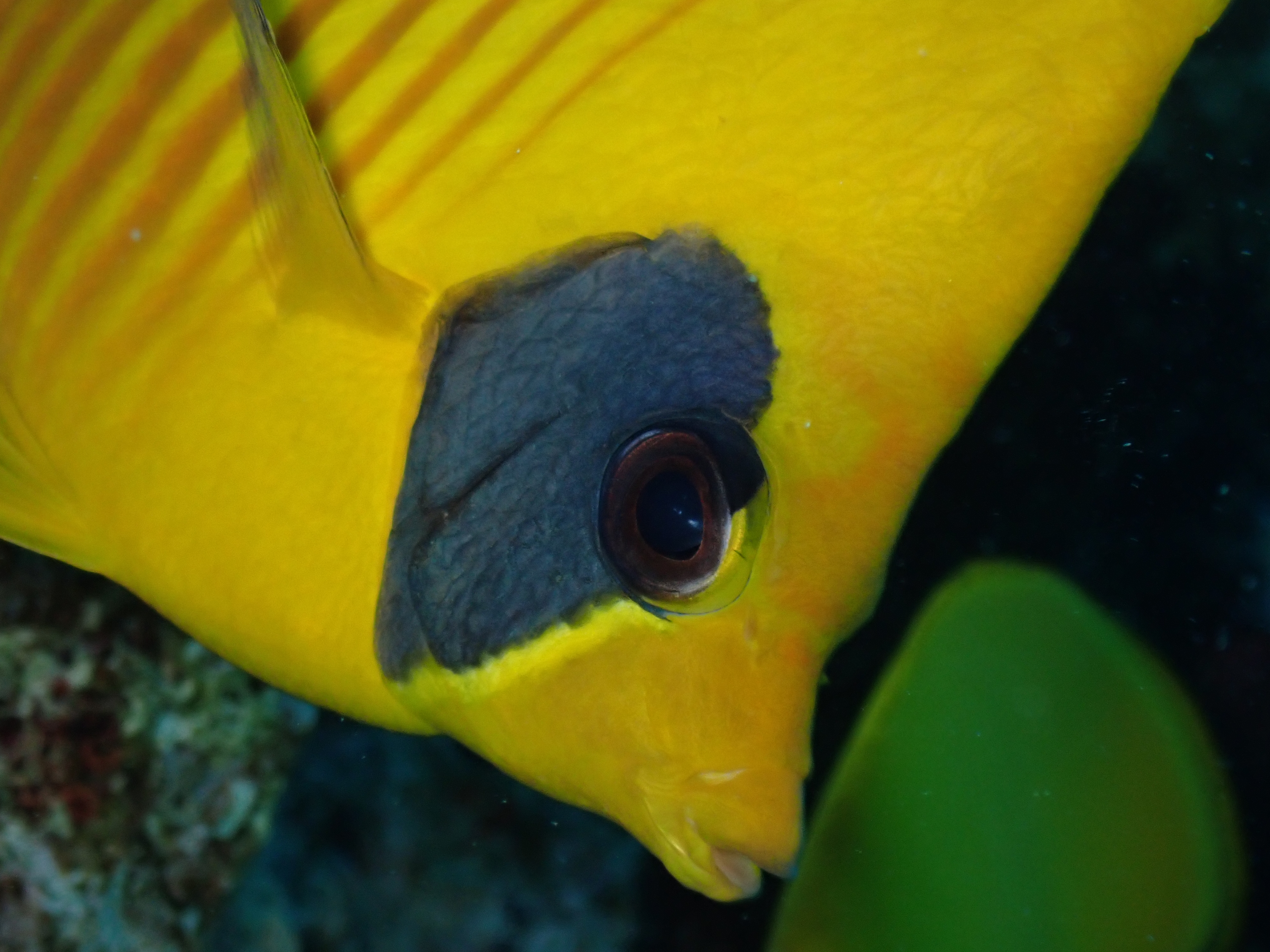 Masked Butterflyfish (Chaetodon semilarvatus)