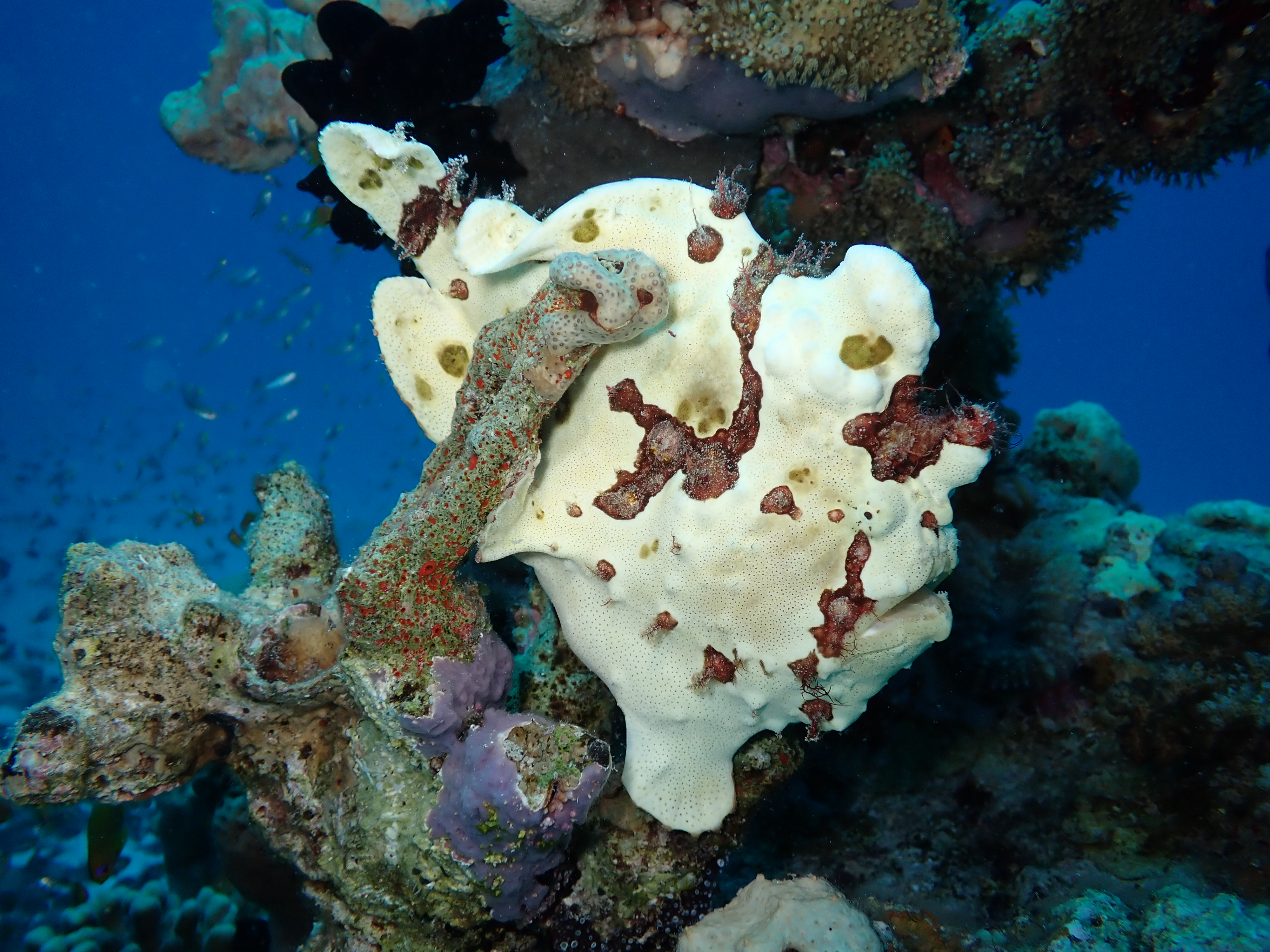 Giant Frogfish (Antennarius commerson)