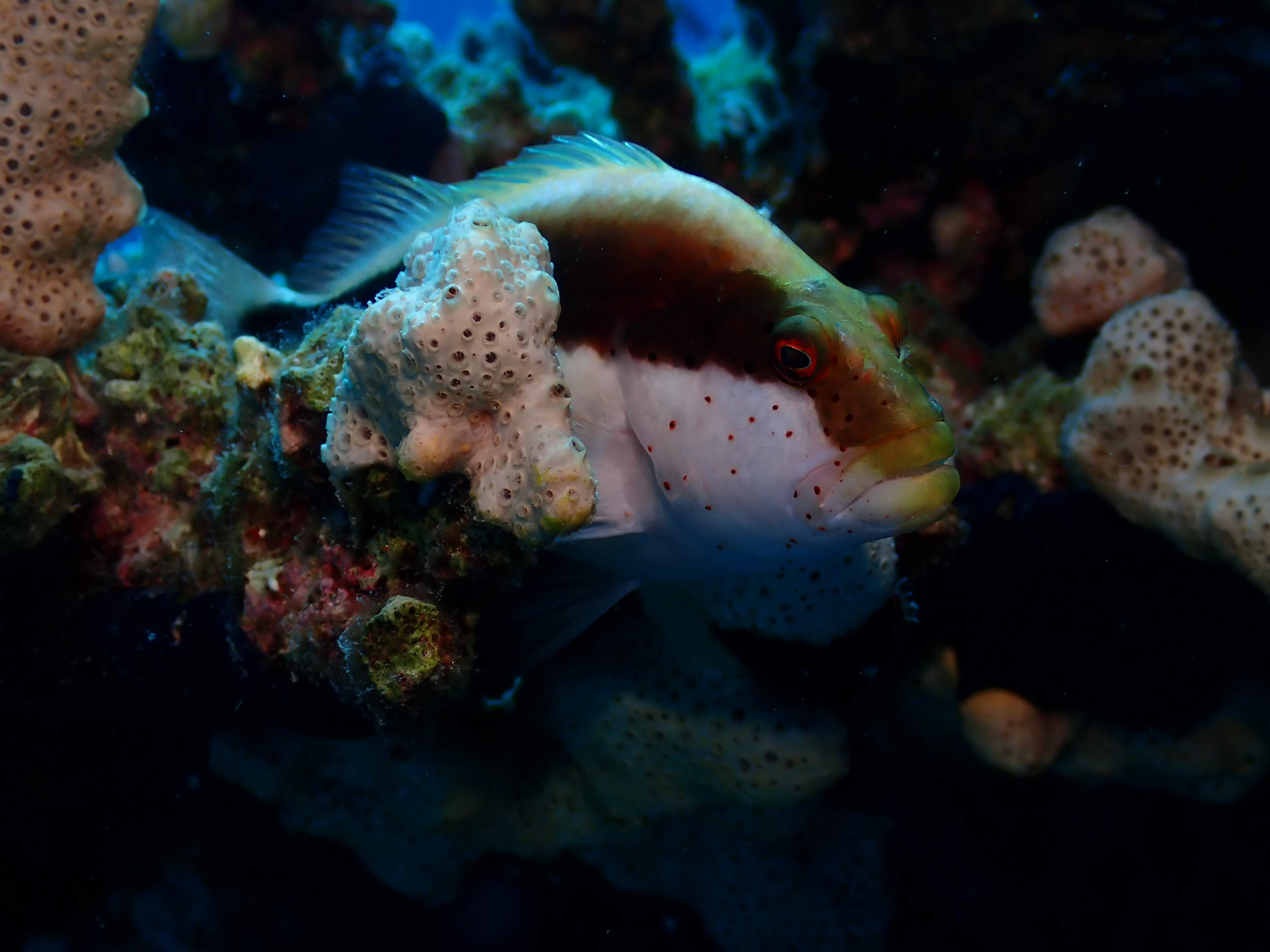 Freckled Hawkfish (Paracirrhites forsteri)
