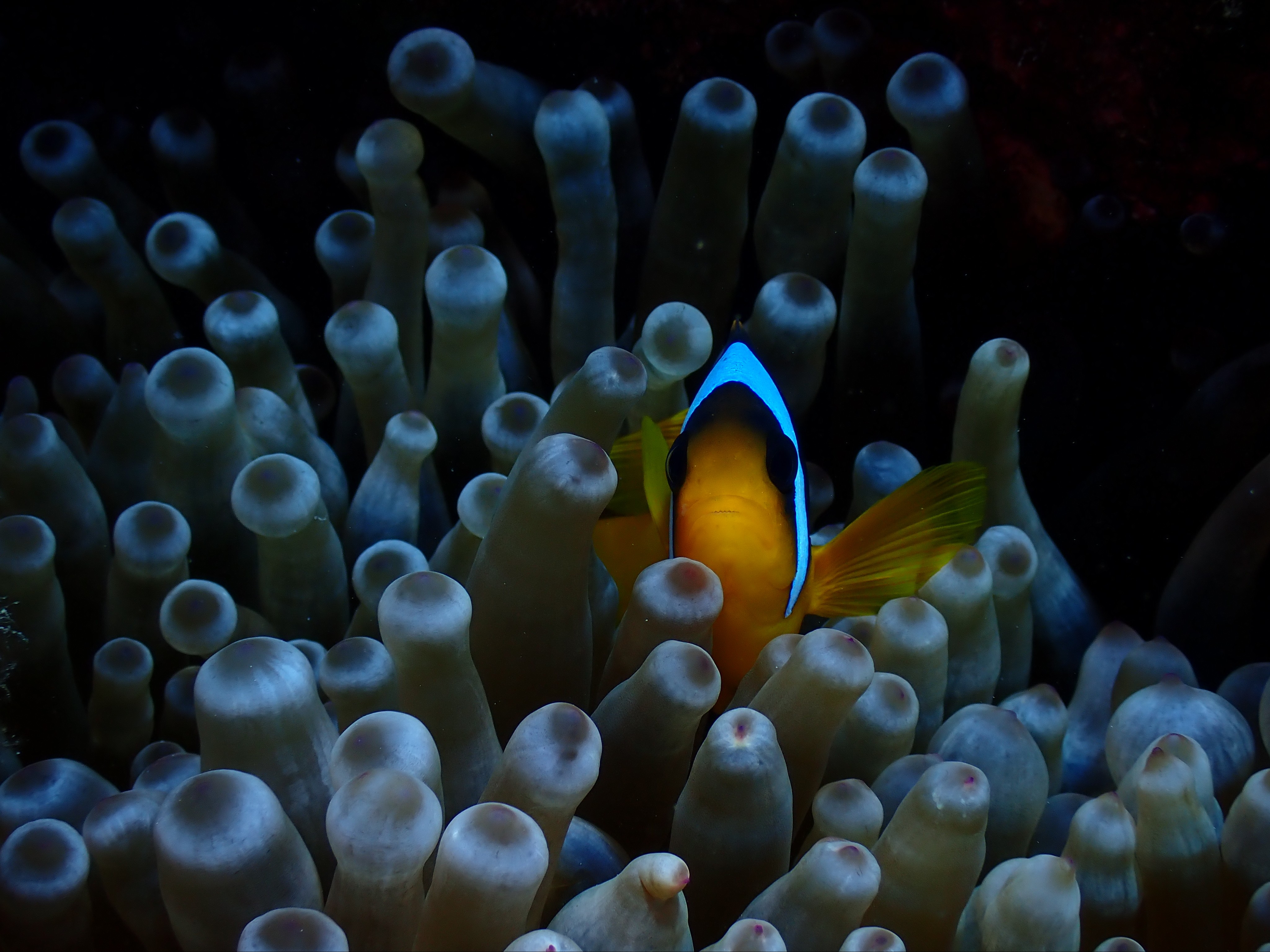 Clark's Anemonefish (Amphiprion clarkii)