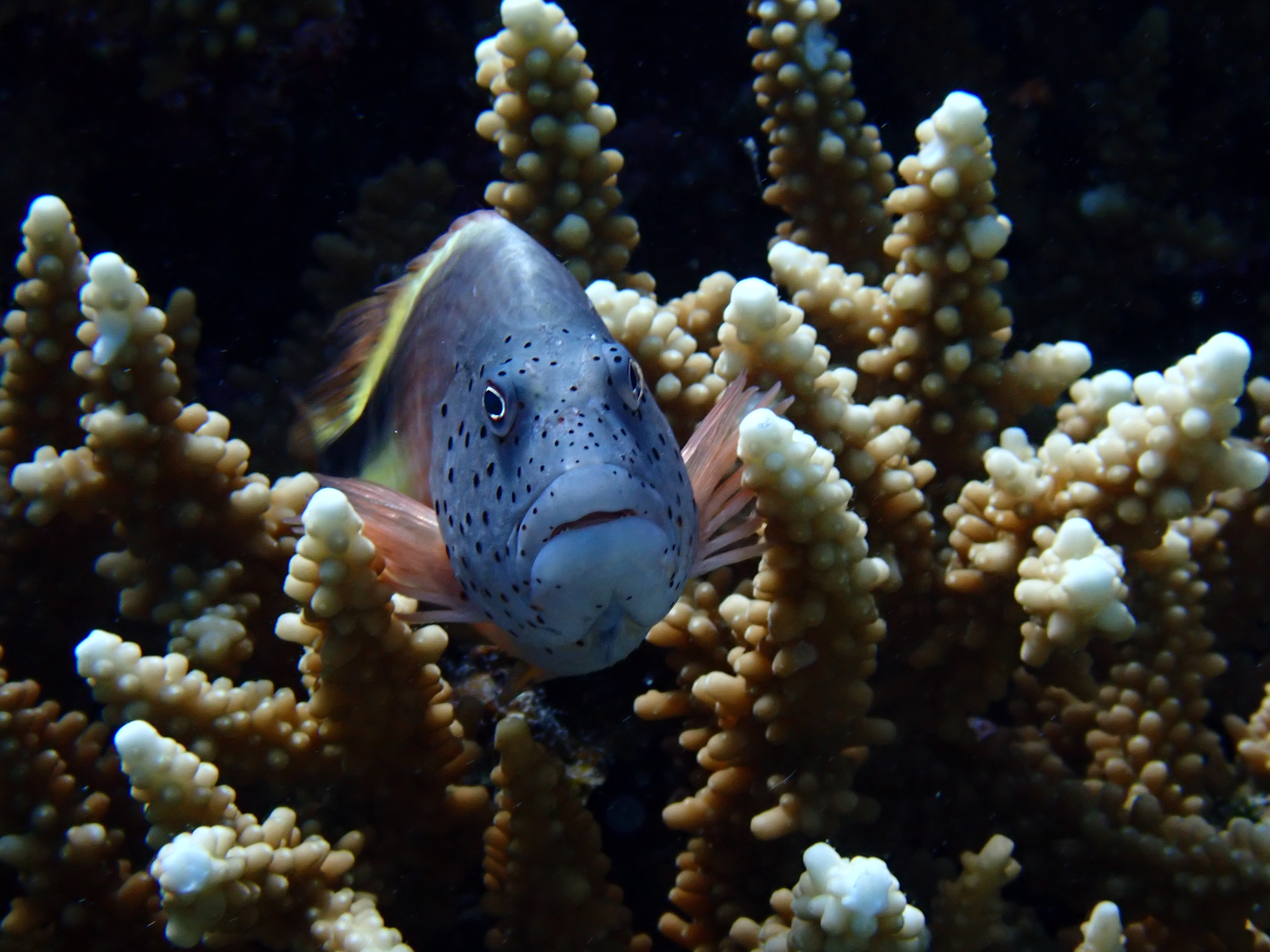 hawkfish (Cirrhitichthys spp.)
