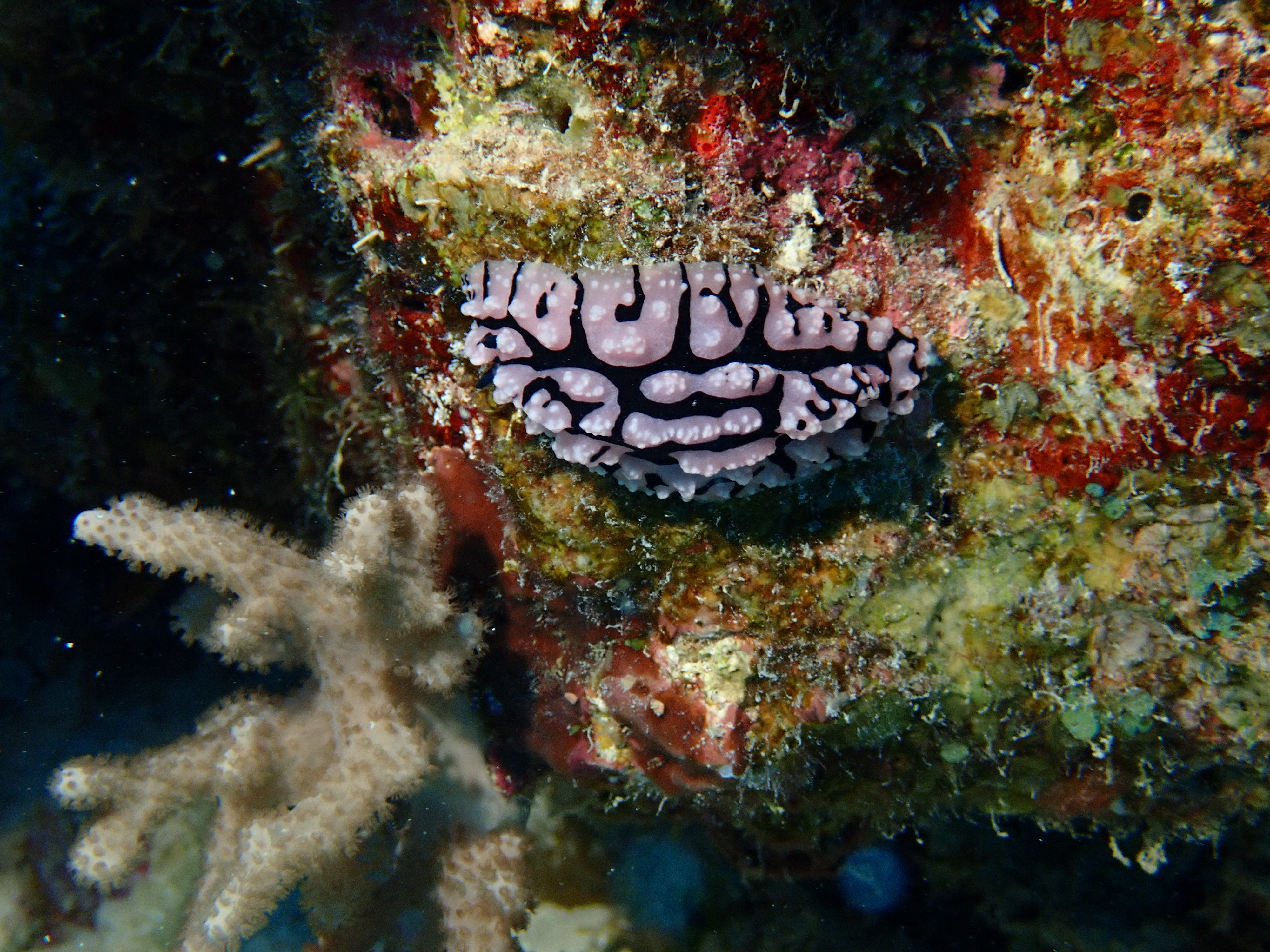 Halgerda Nudibranch (Halgerda tessellata)