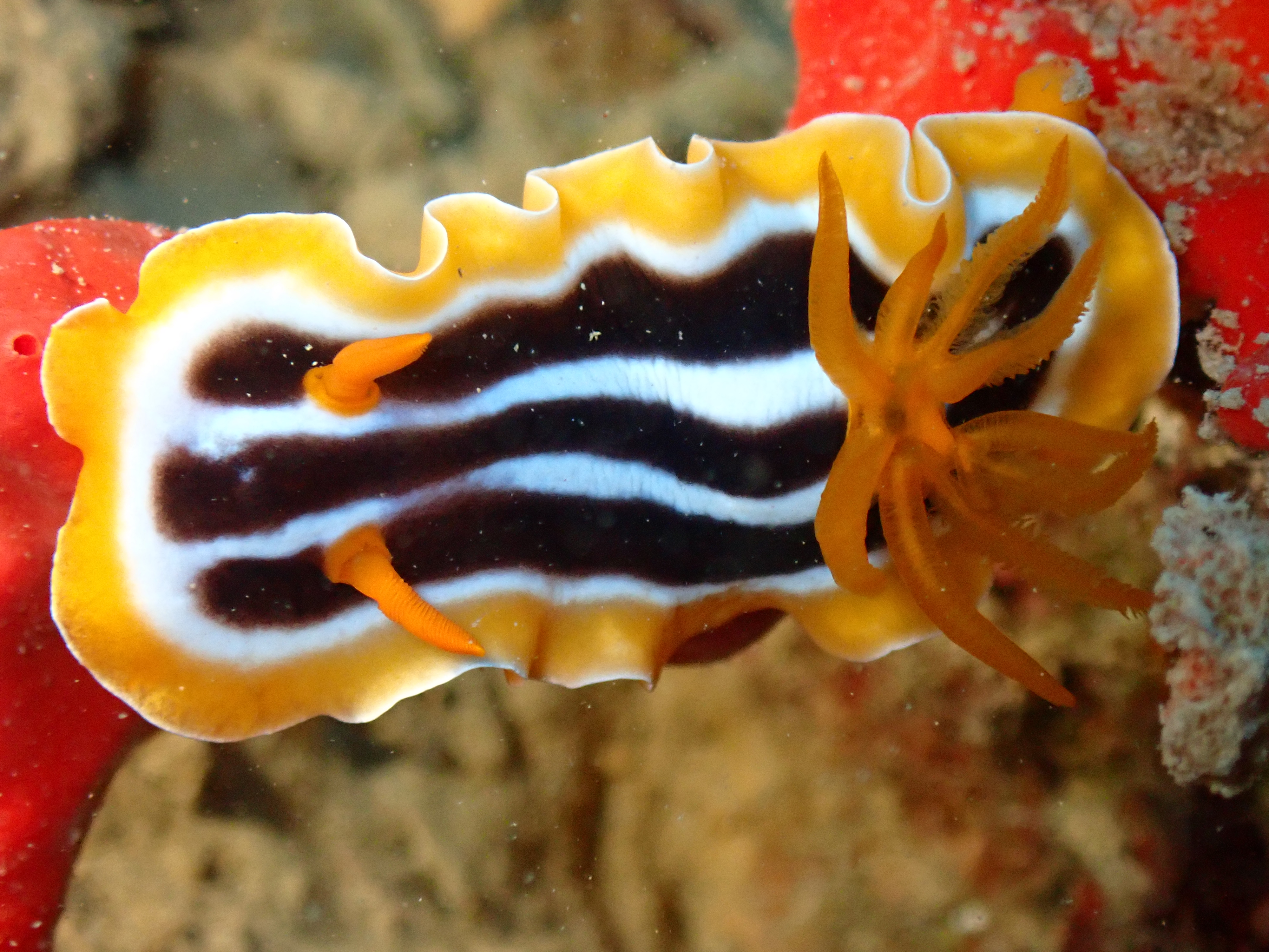 Chromodoris Nudibranch (Chromodoris magnifica)