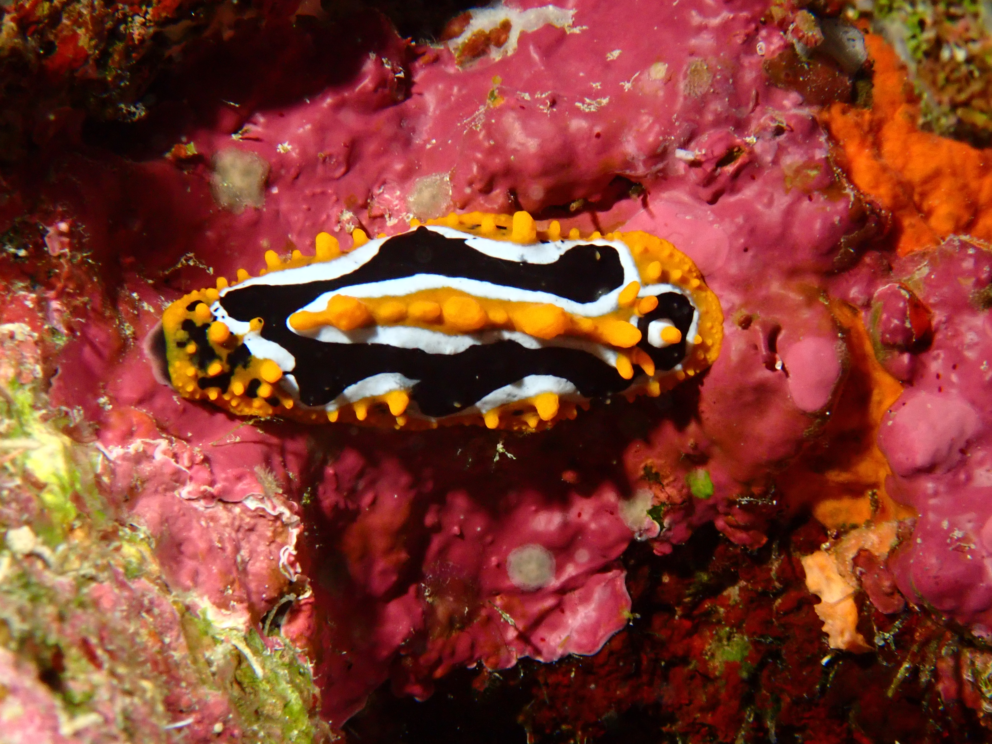 Phyllidia varicosa (Phyllidia varicosa)