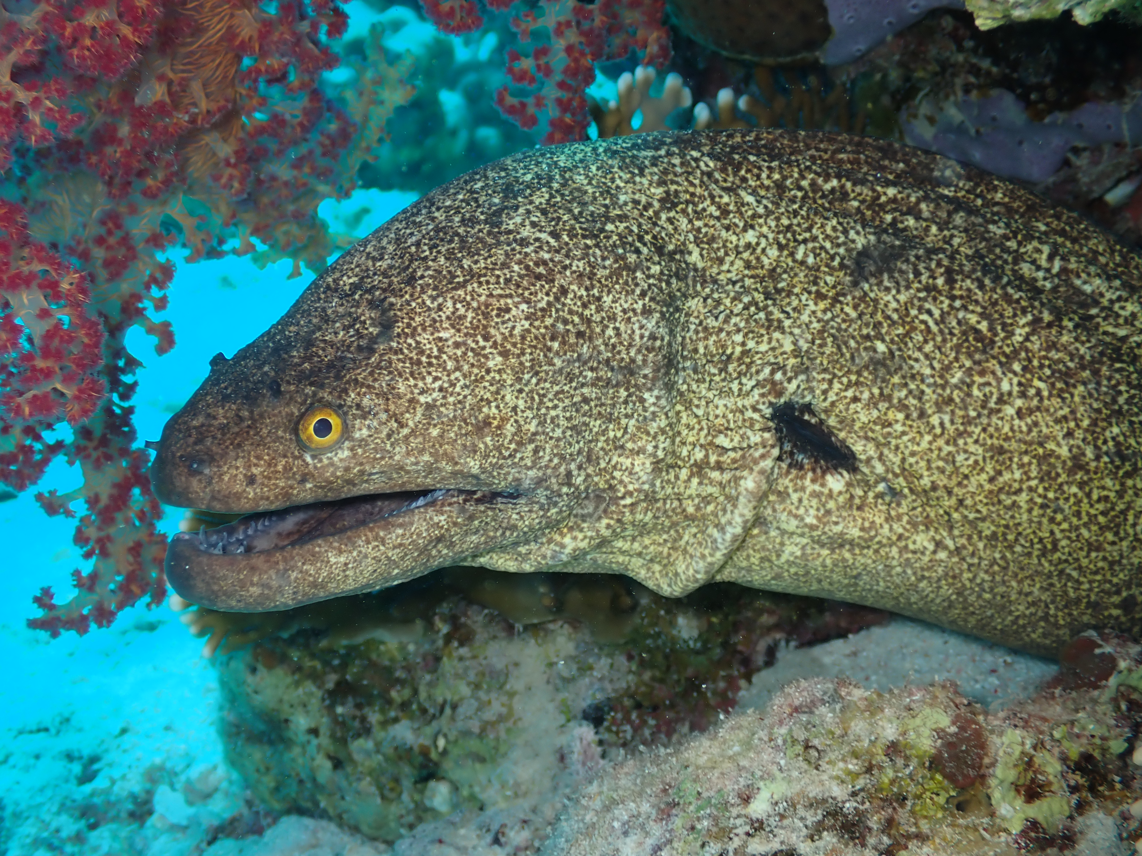 Giant Moray (Gymnothorax javanicus)