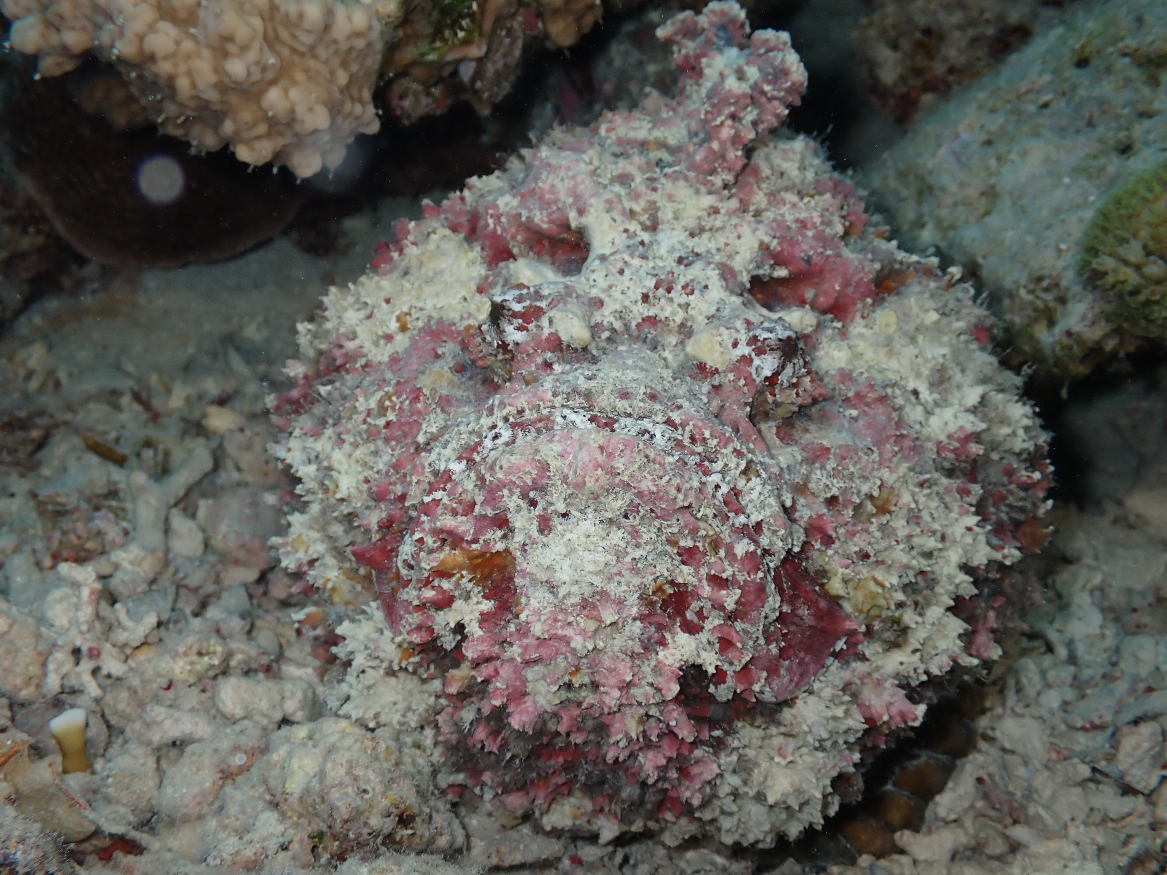 Stonefish (Synanceia verrucosa)