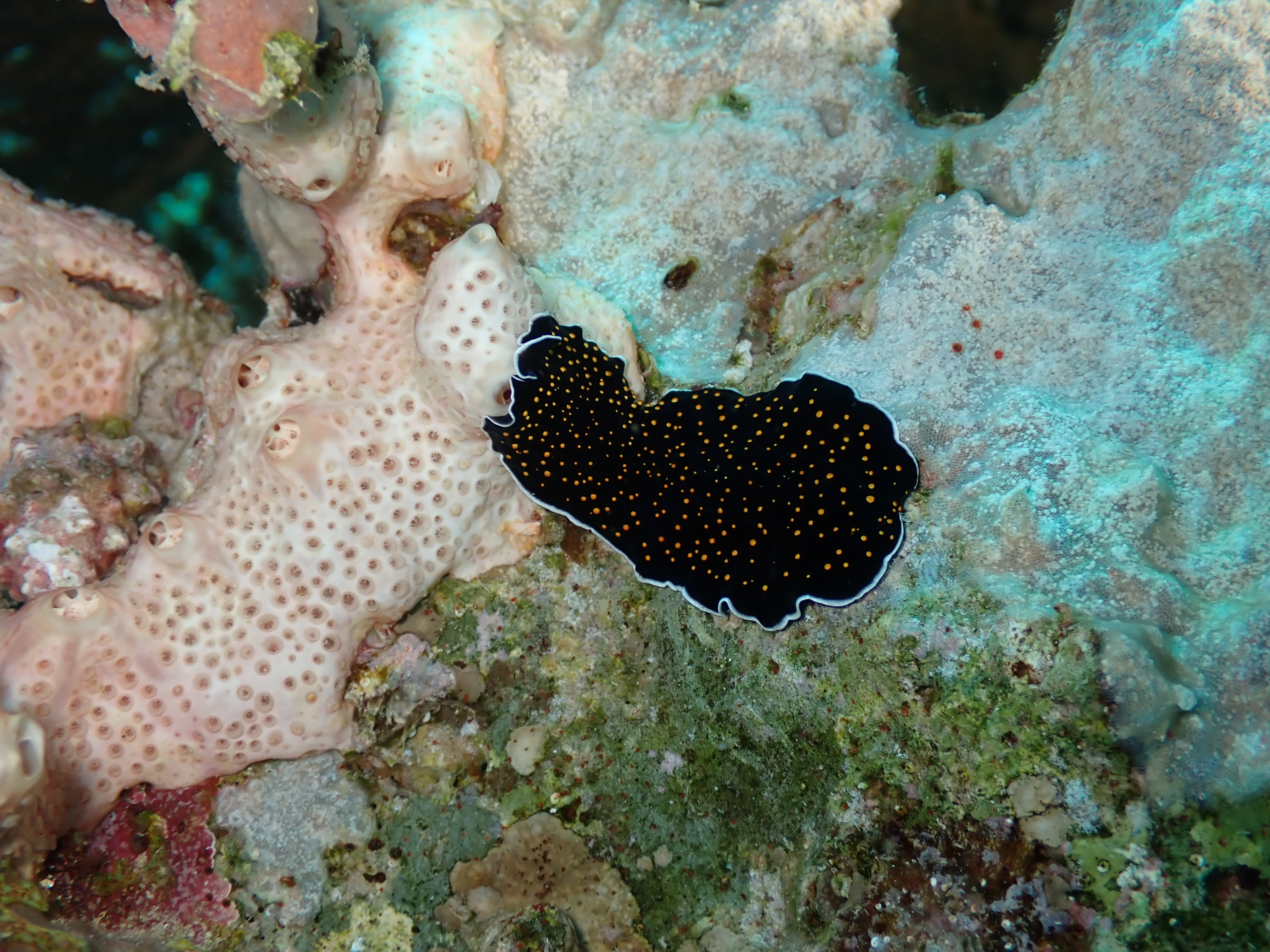 Polka-dot Flatworm (Pseudoceros indicus)