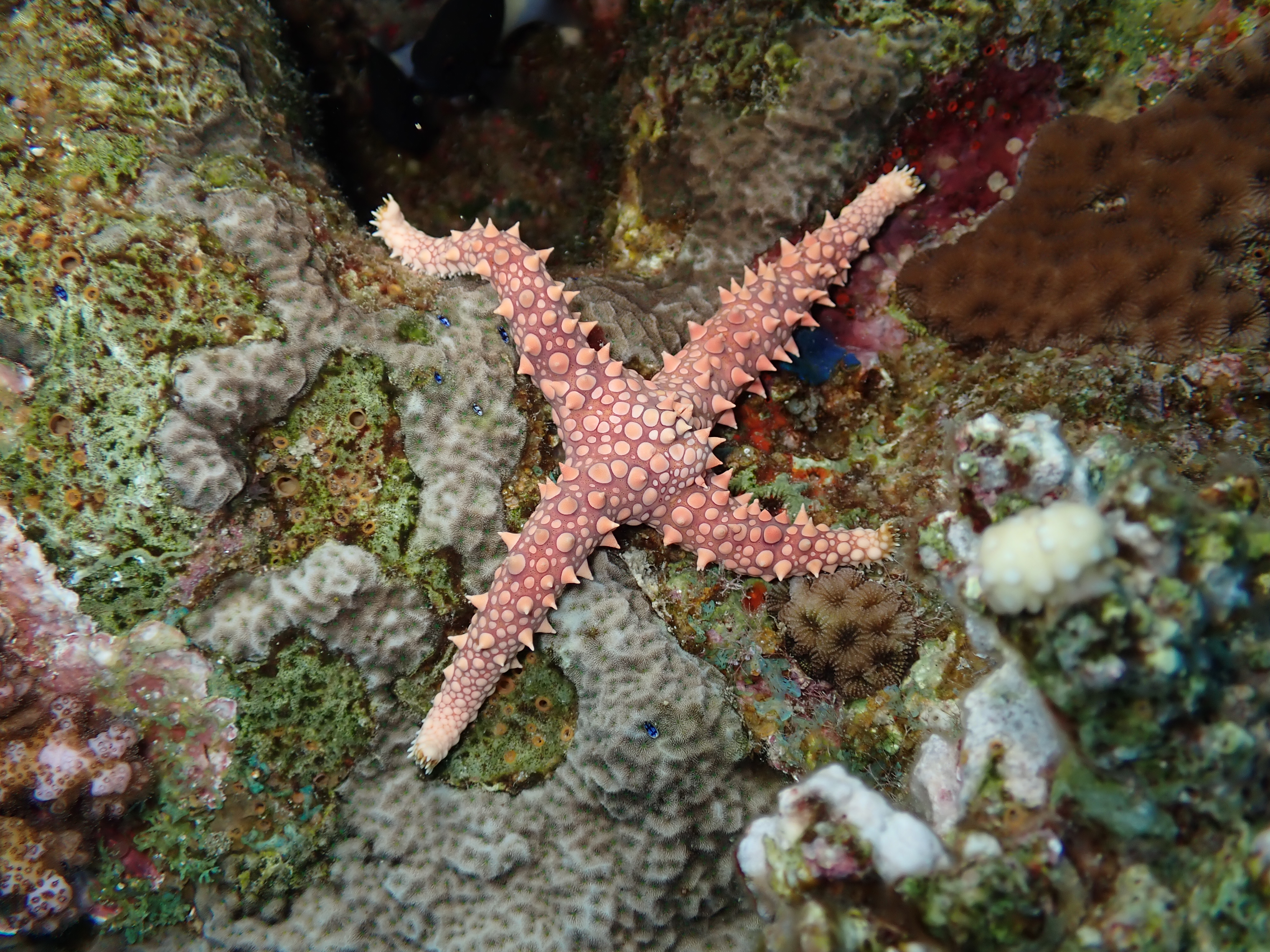 Chocolate Chip Sea Star (Protoreaster nodosus)