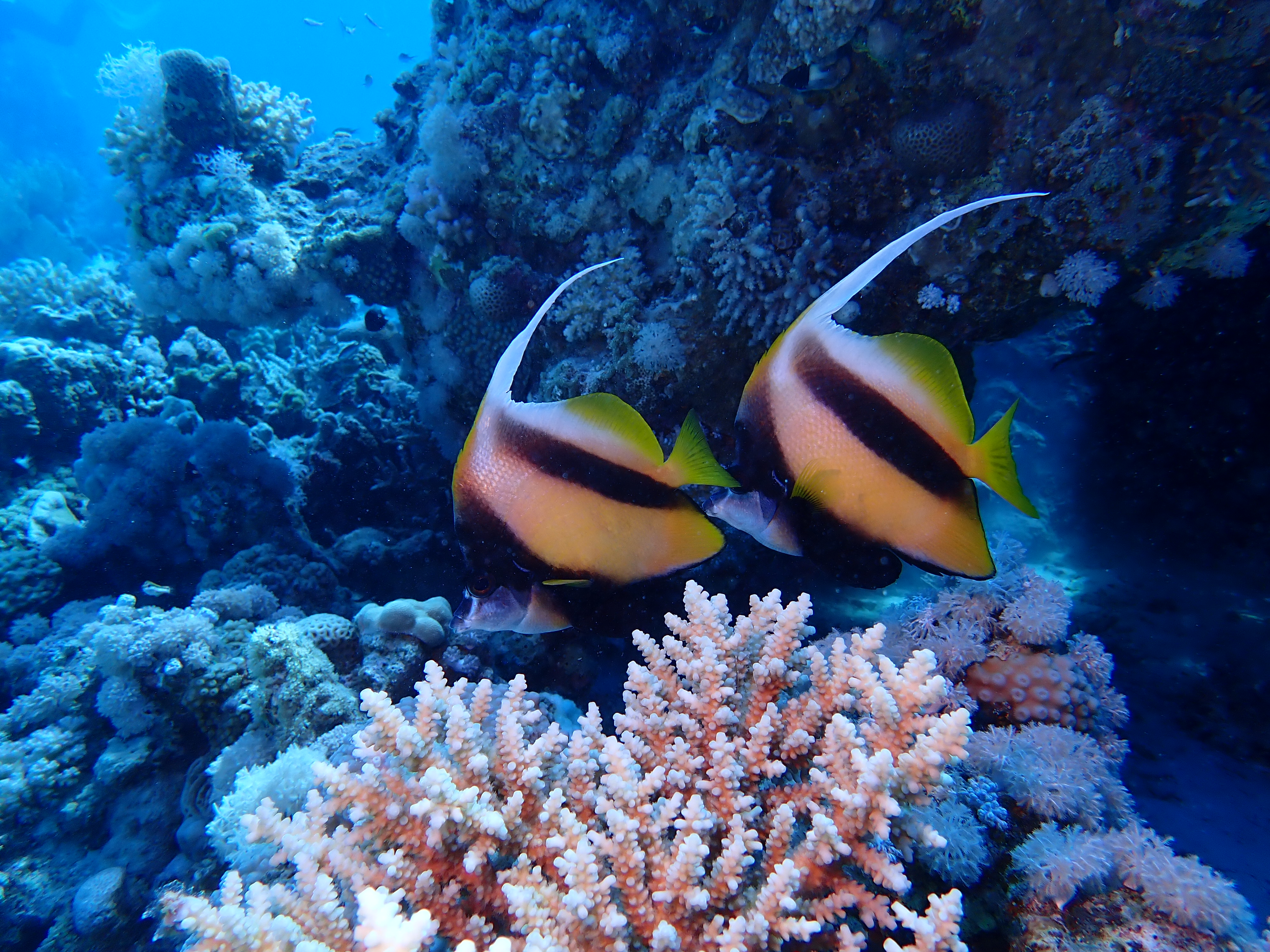Moorish Idol (Zanclus cornutus)