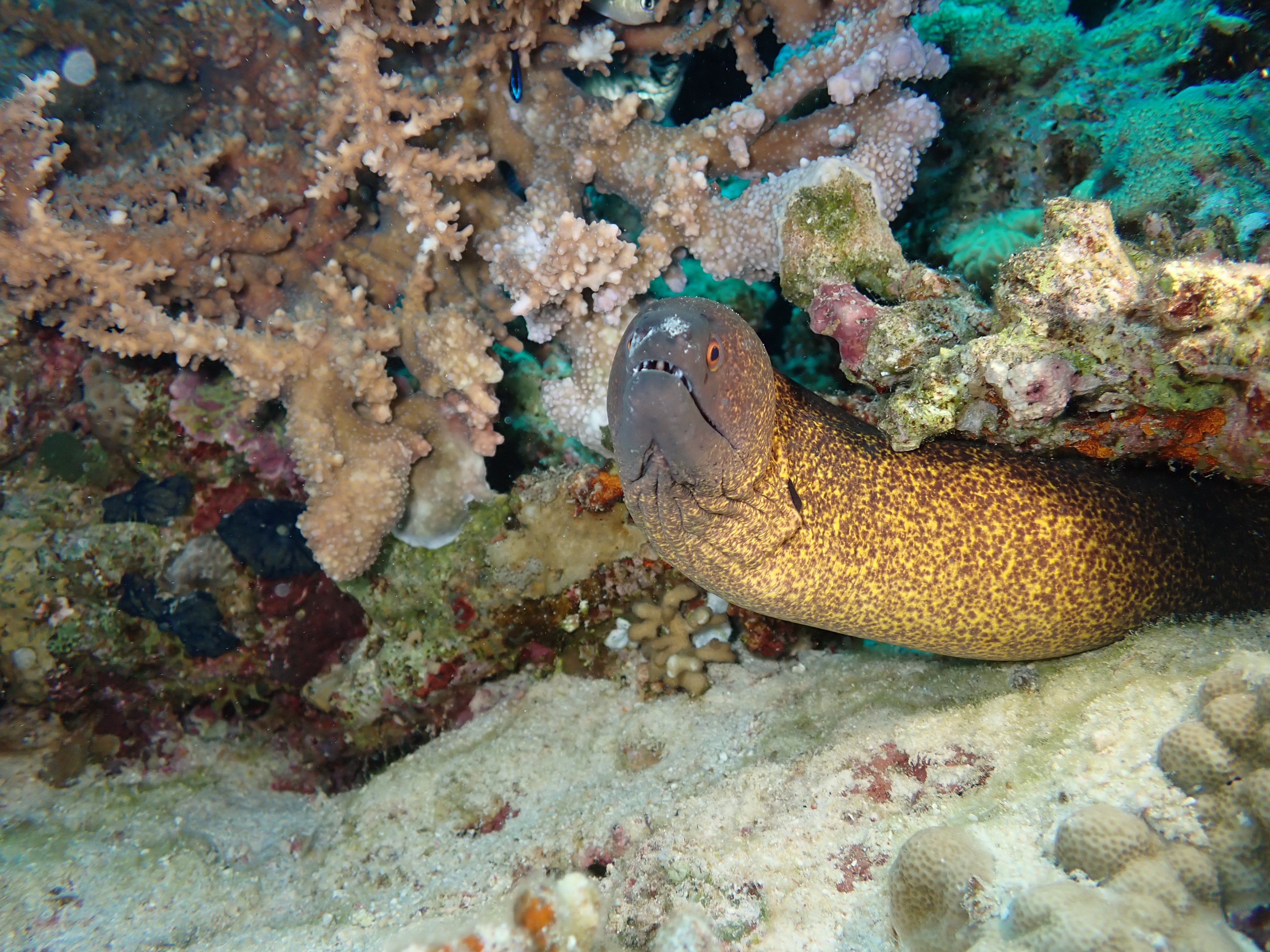 Yellow-edged Moray Eel (Gymnothorax flavimarginatus)