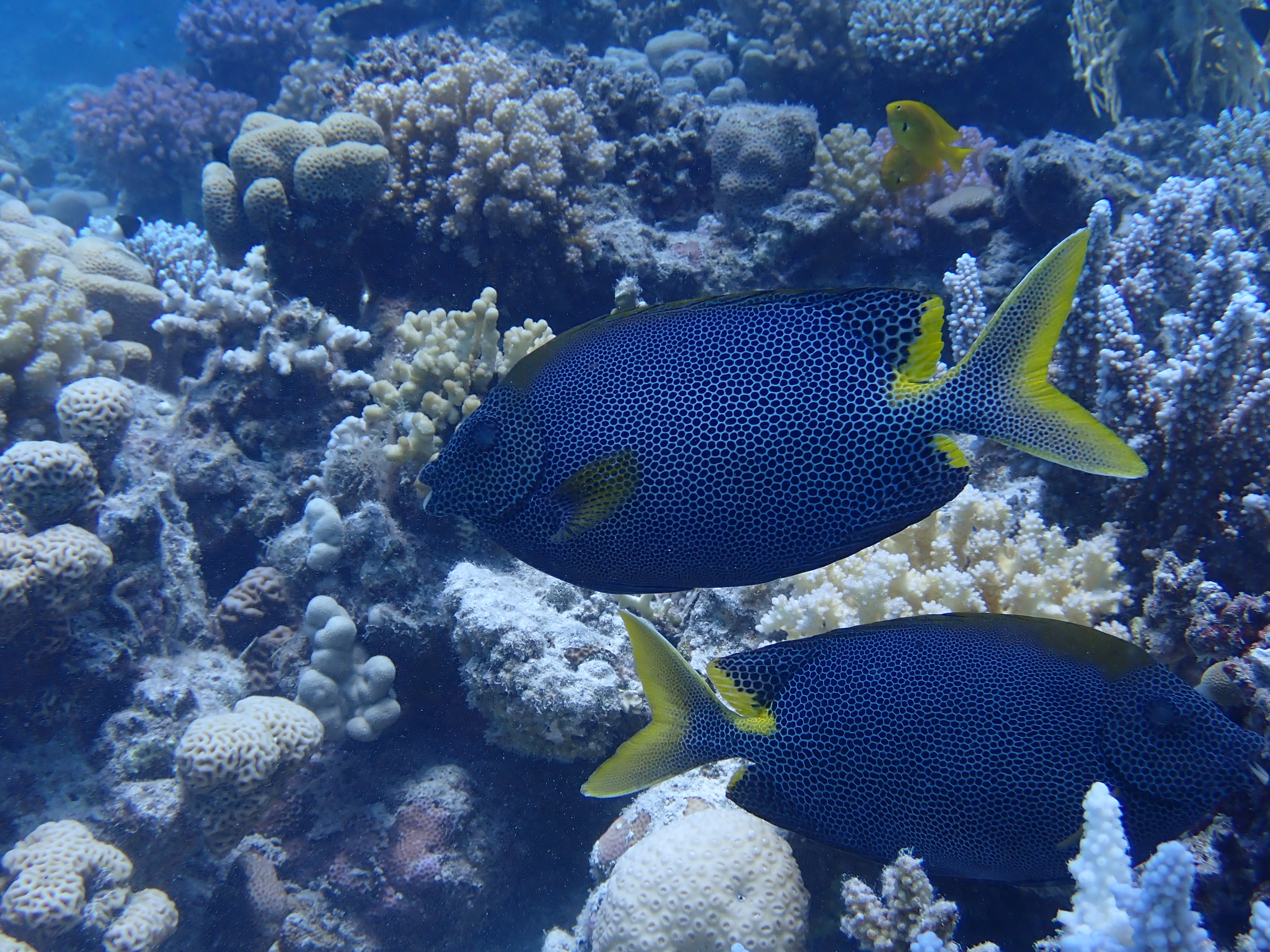 Dive photo