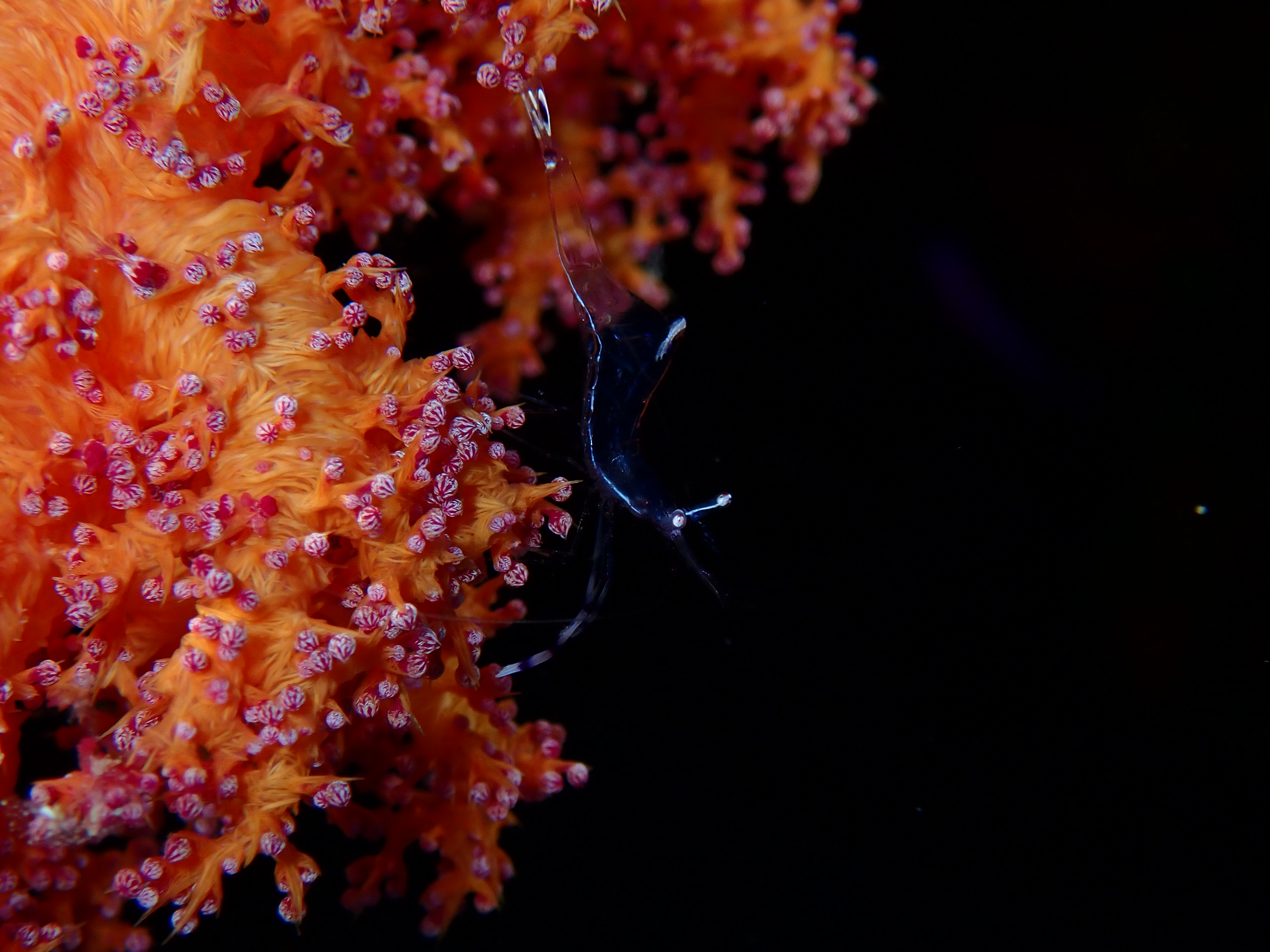 Wire Corals (Cirripathes sp.)