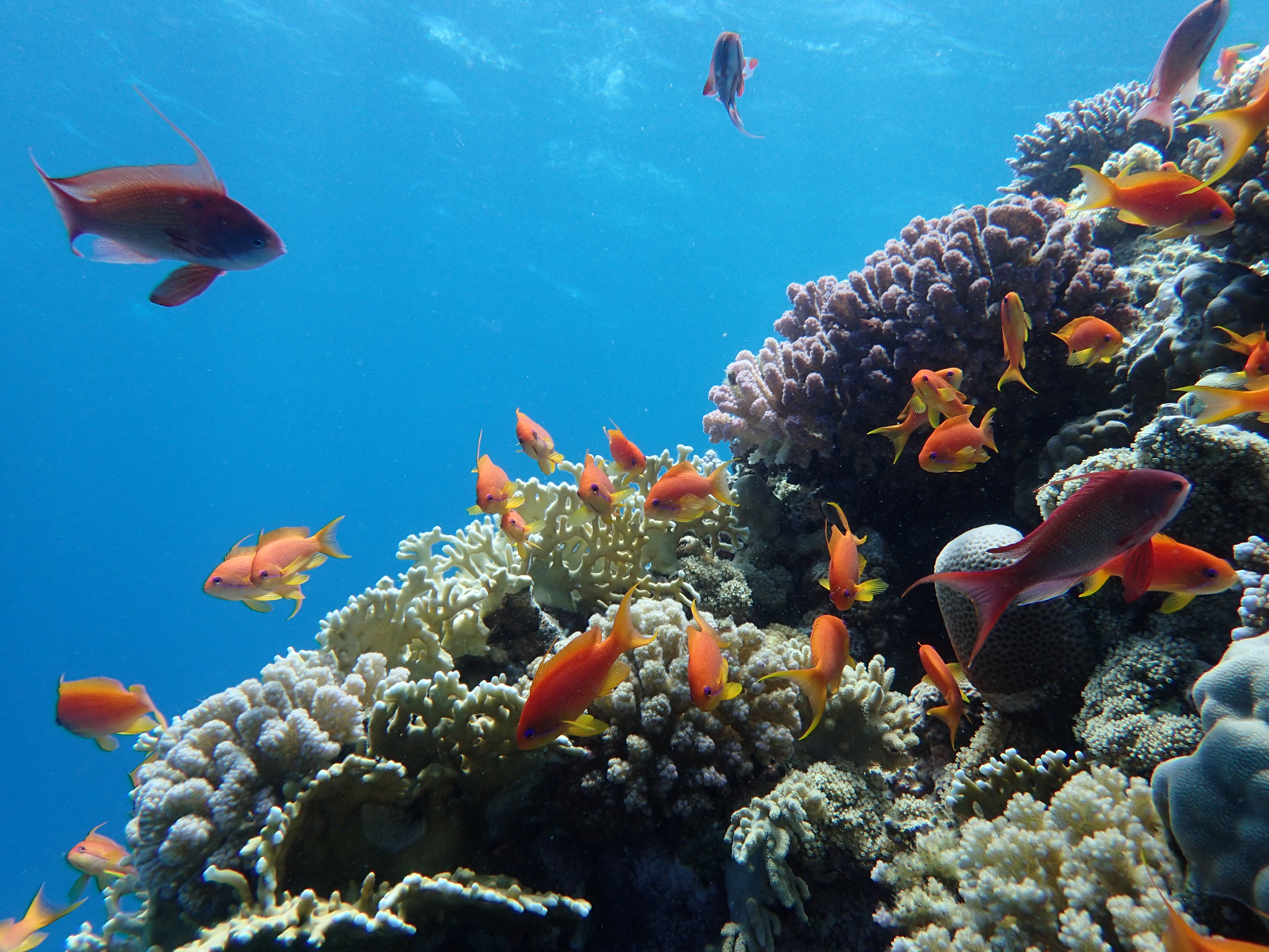 Anthias (Pseudanthias spp.)