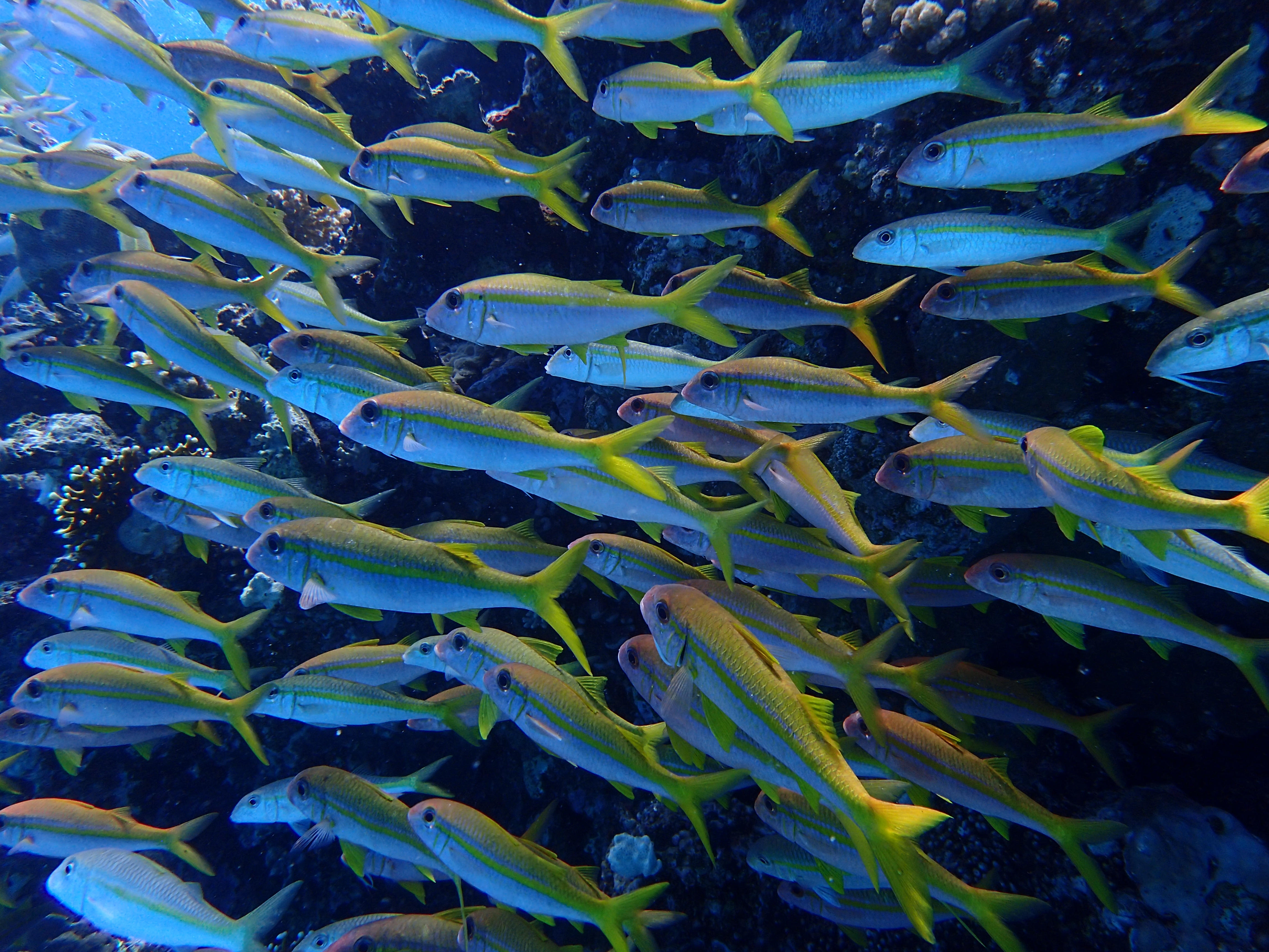 Yellowfin Goatfish (Mulloidichthys vanicolensis)