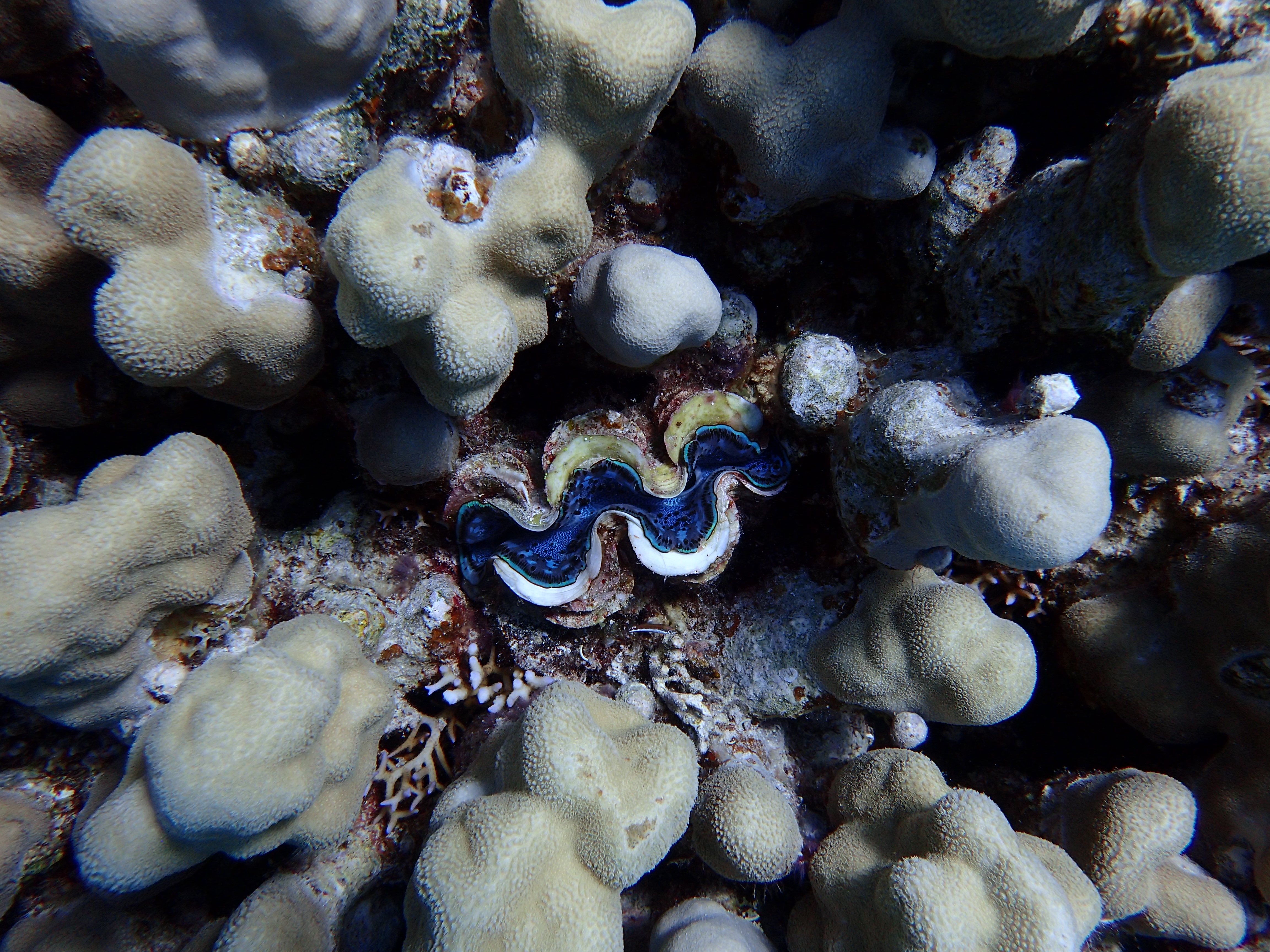 Giant Clam (Tridacna gigas)