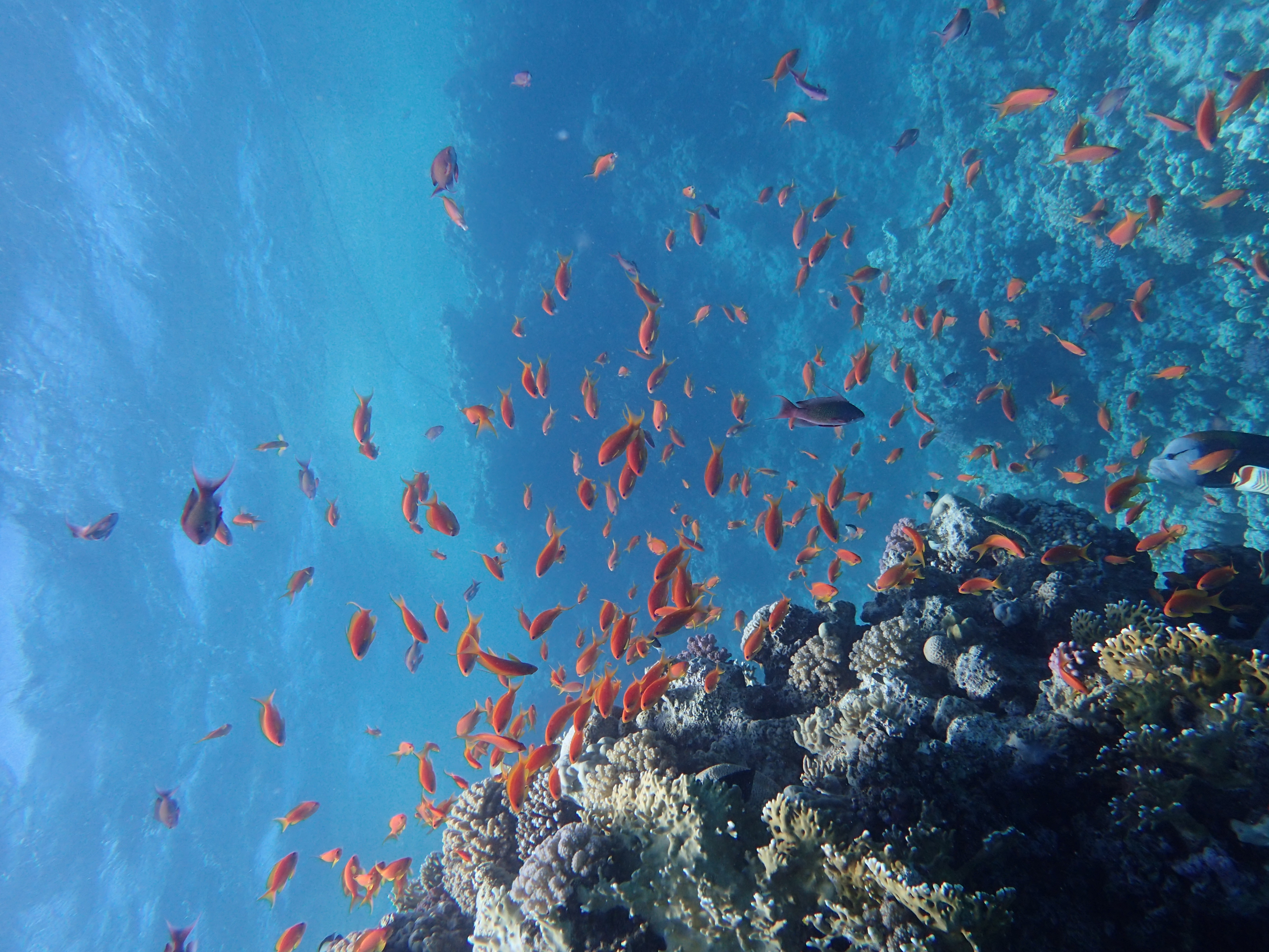 Anthias (Pseudanthias squamipinnis)