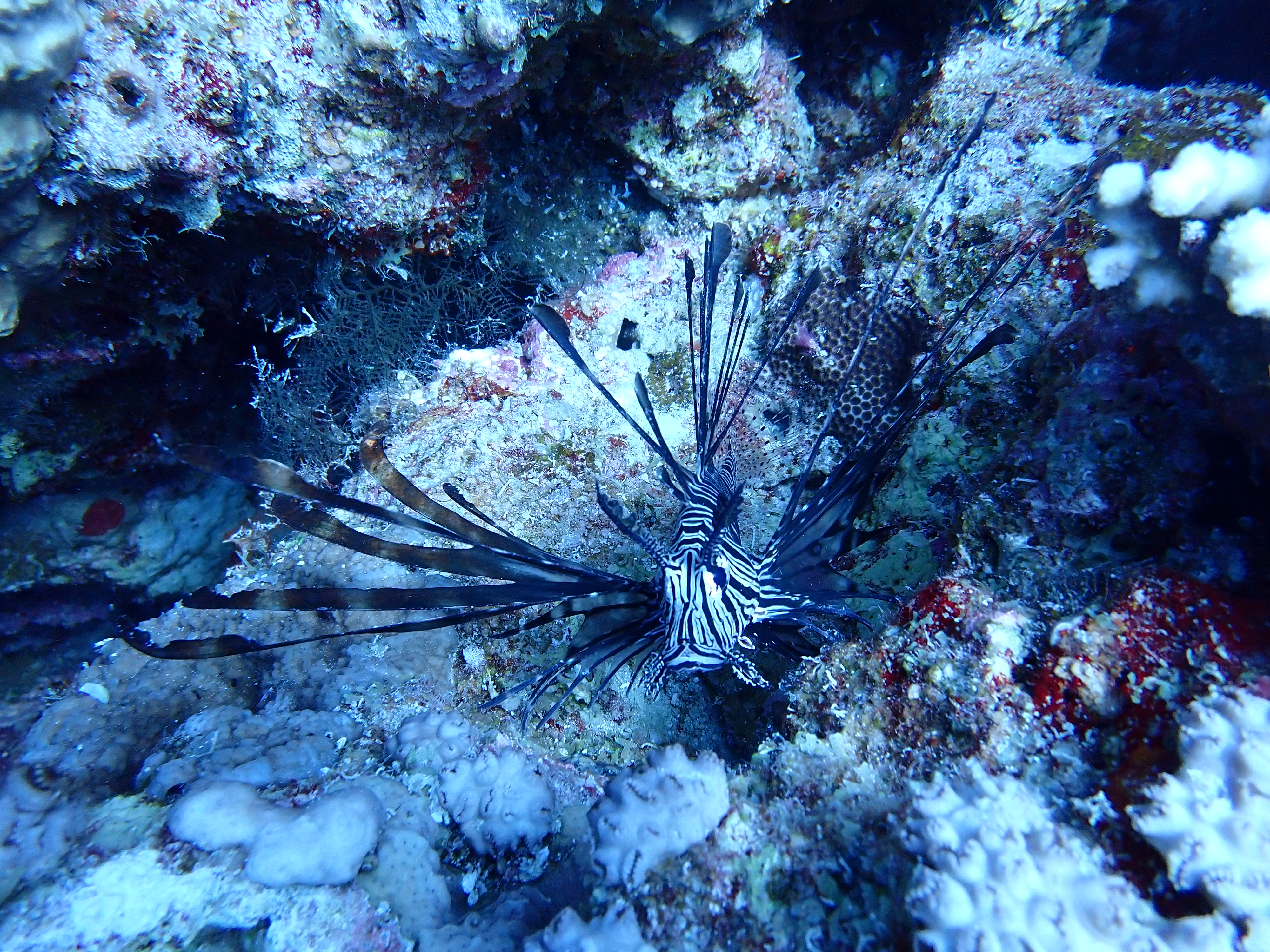 Lionfish (Pterois)