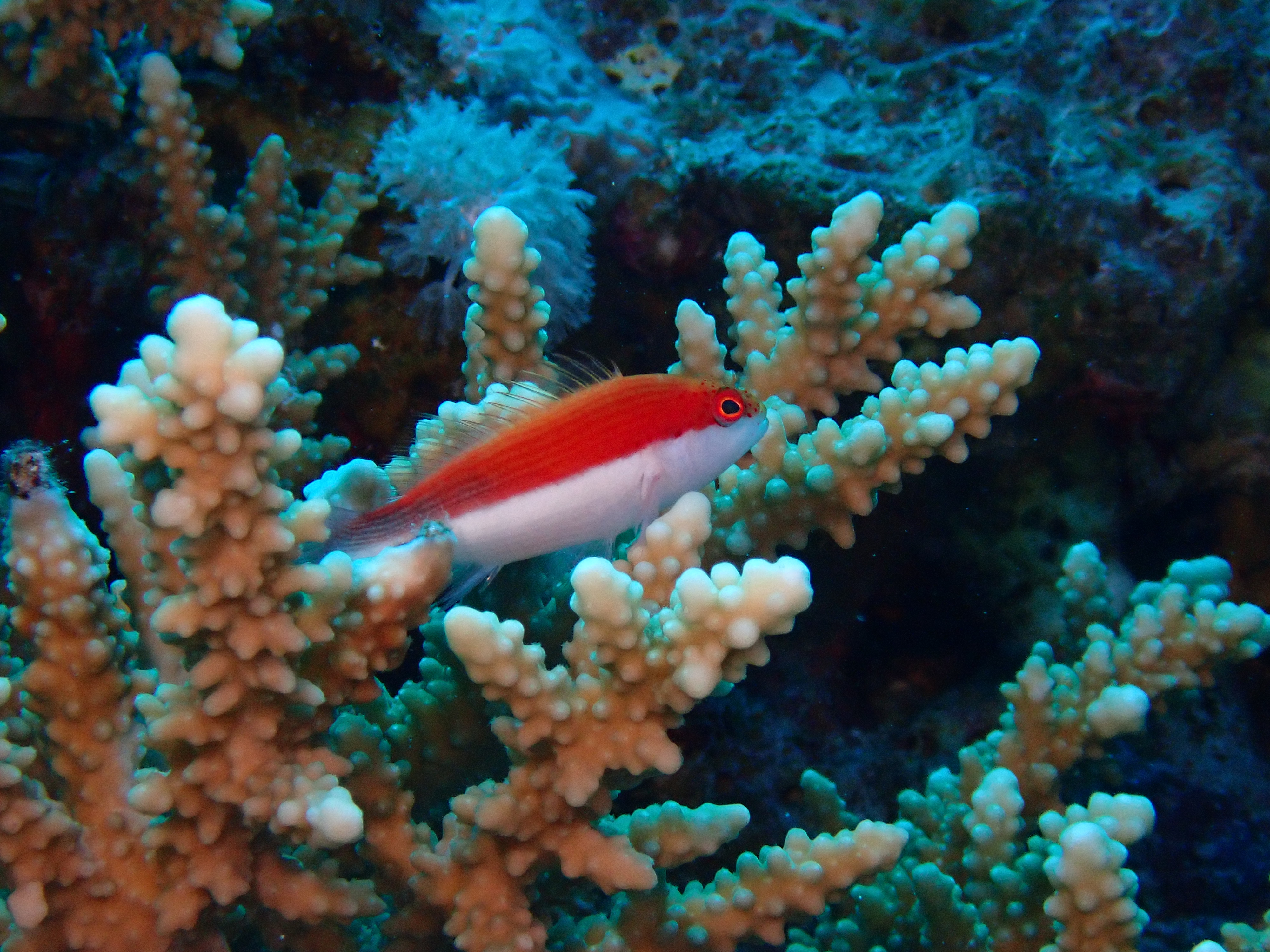 Flame Hawkfish (Neocirrhites armatus)