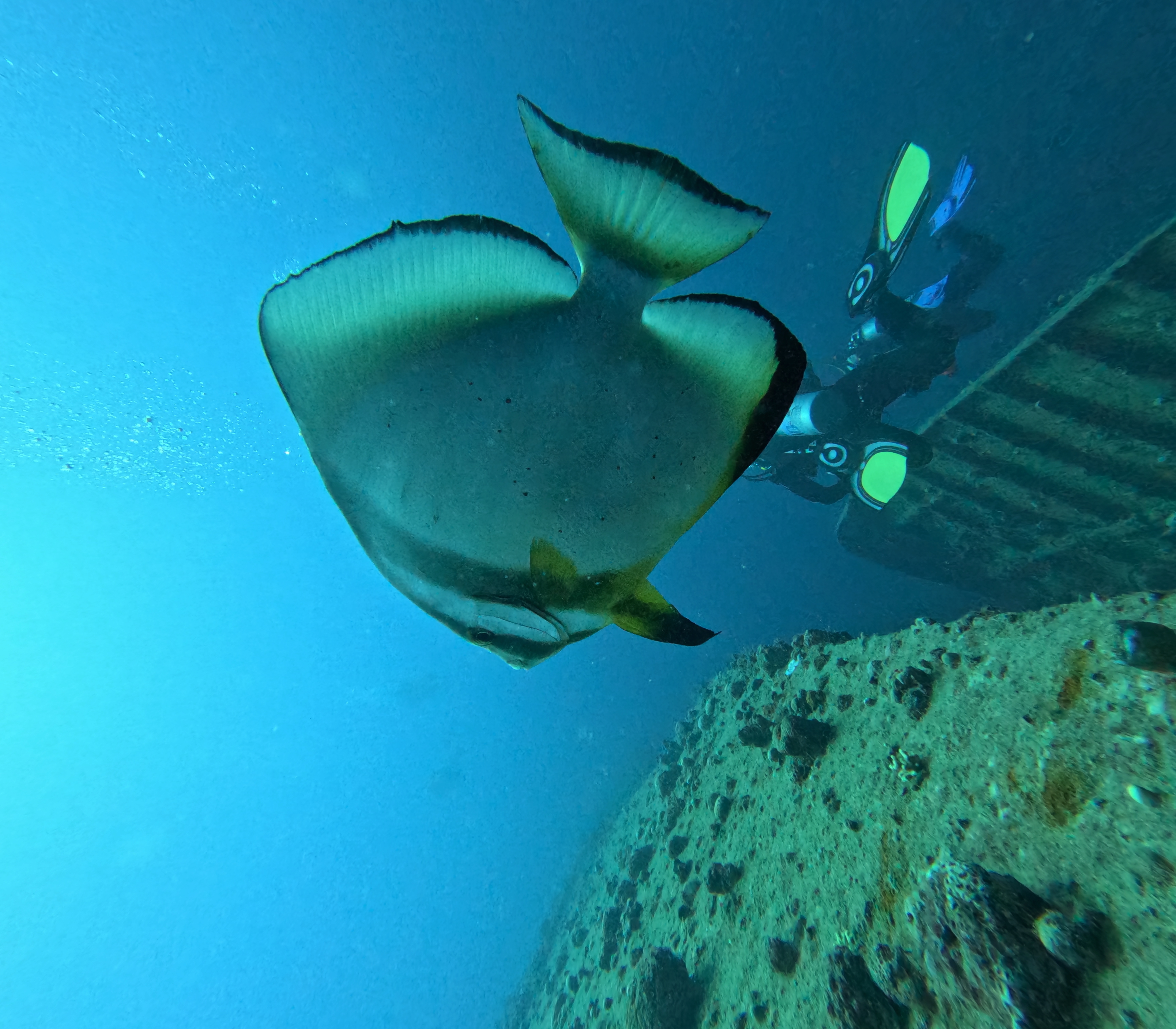 Orbicular Batfish (Platax orbicularis)