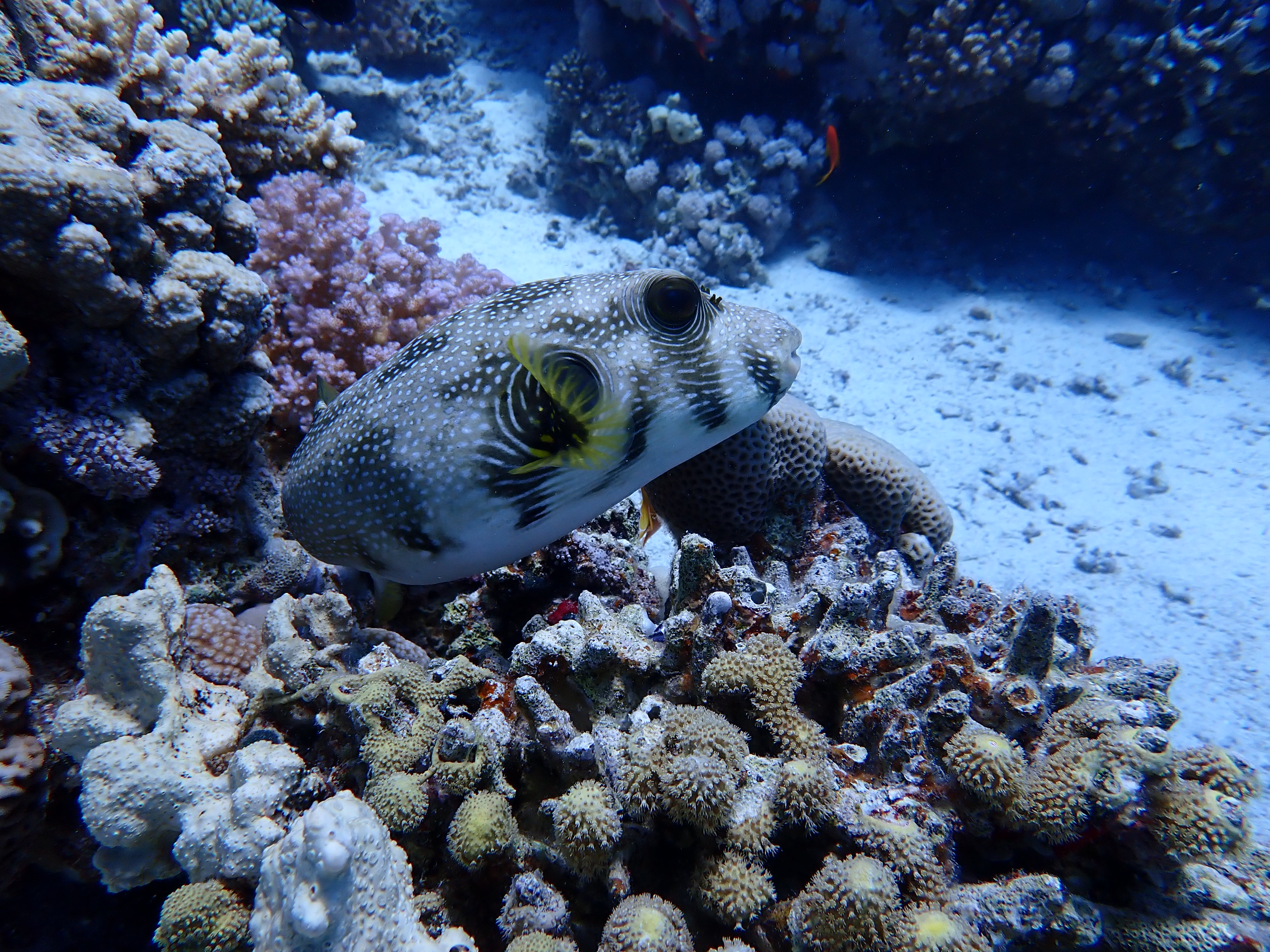 Masked Puffer (Arothron diadematus)