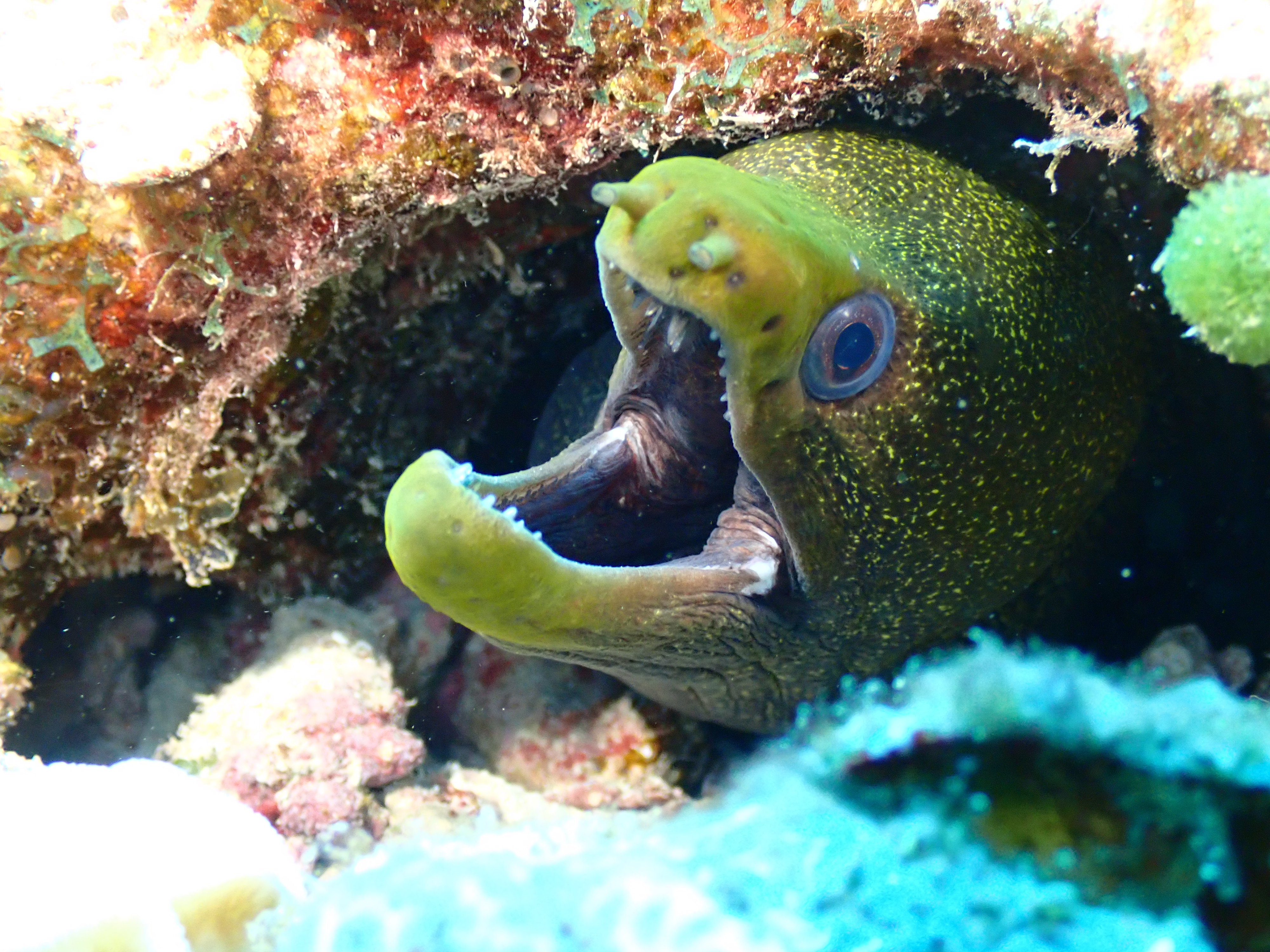 Dive photo