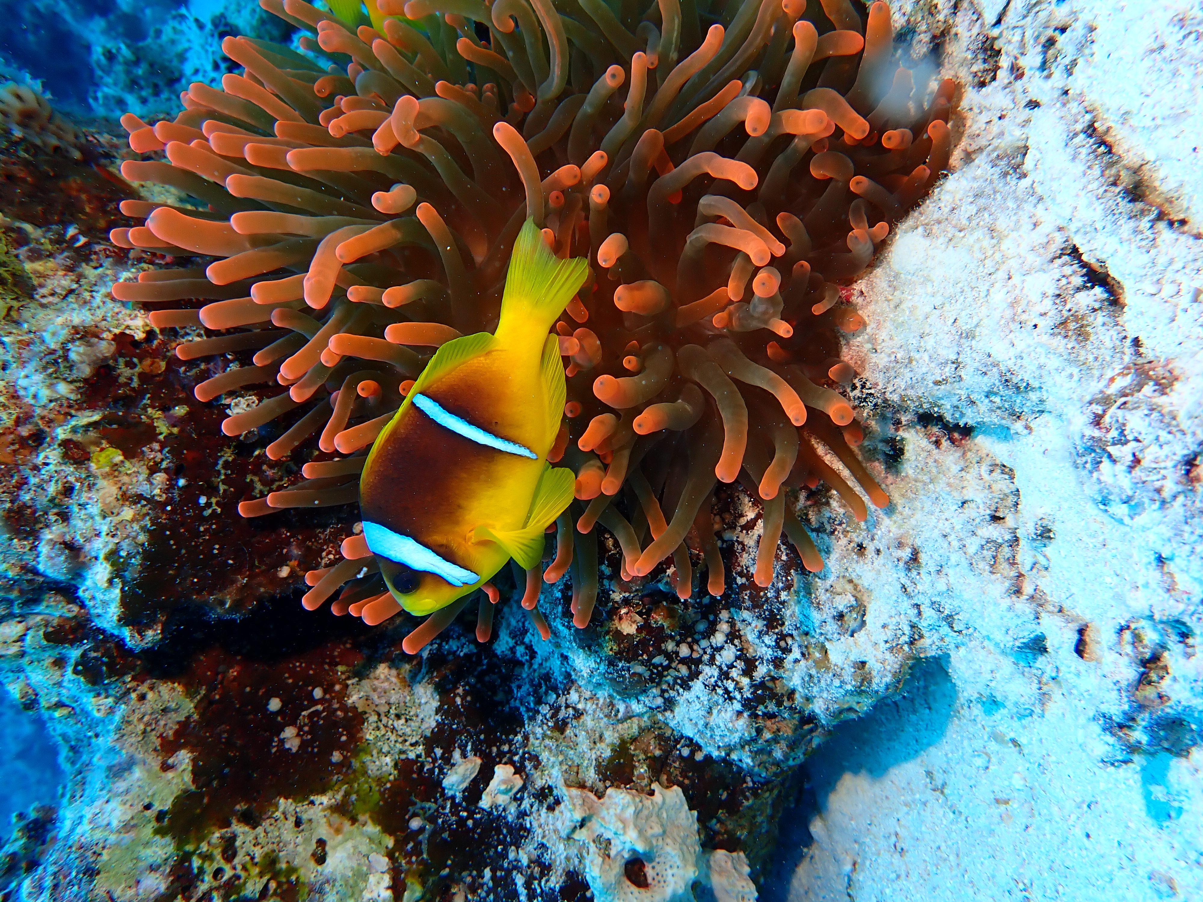 Clownfish (Amphiprioninae)