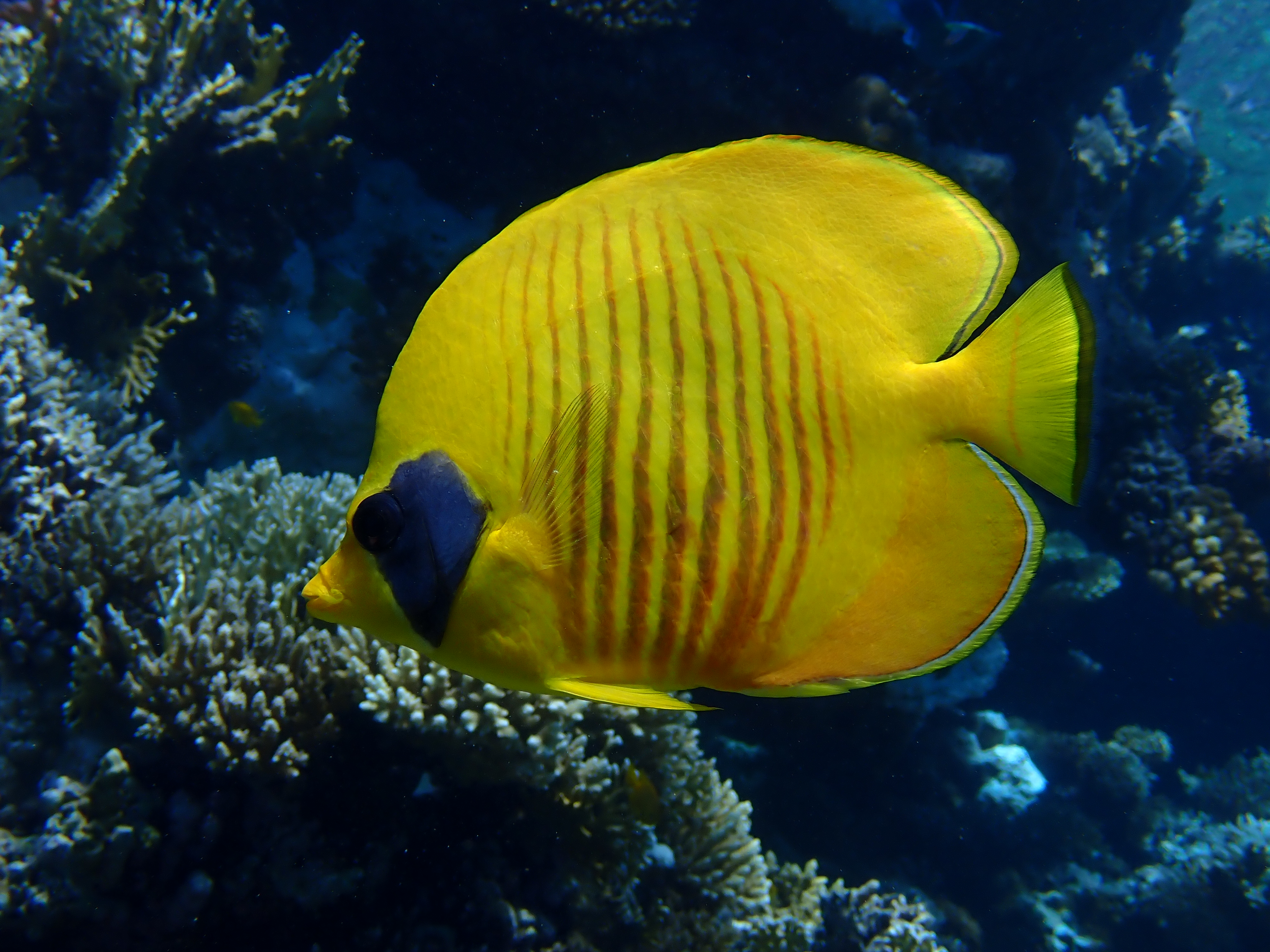 Dive photo