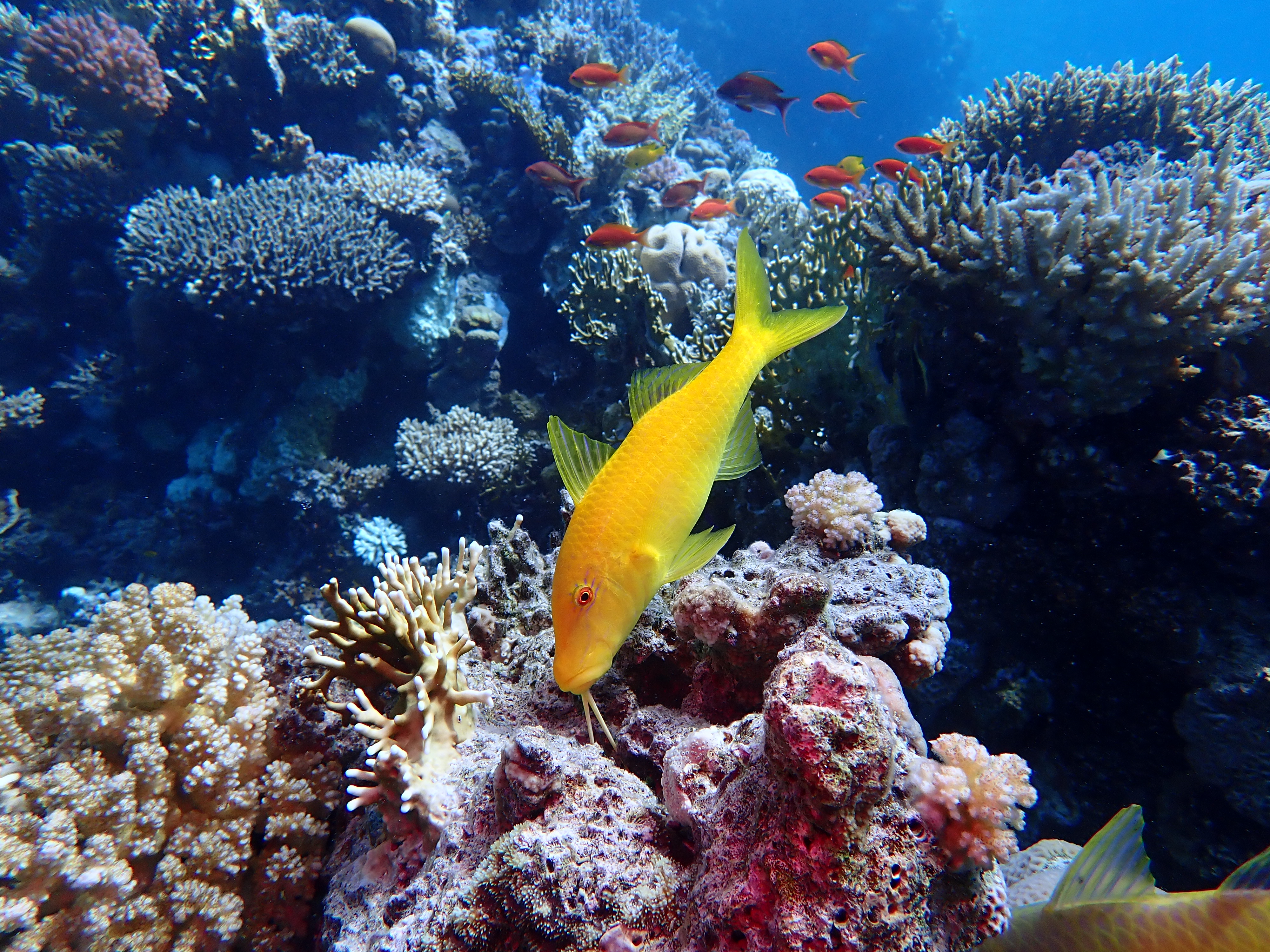 Yellow Goatfish (Mulloidichthys martinicus)
