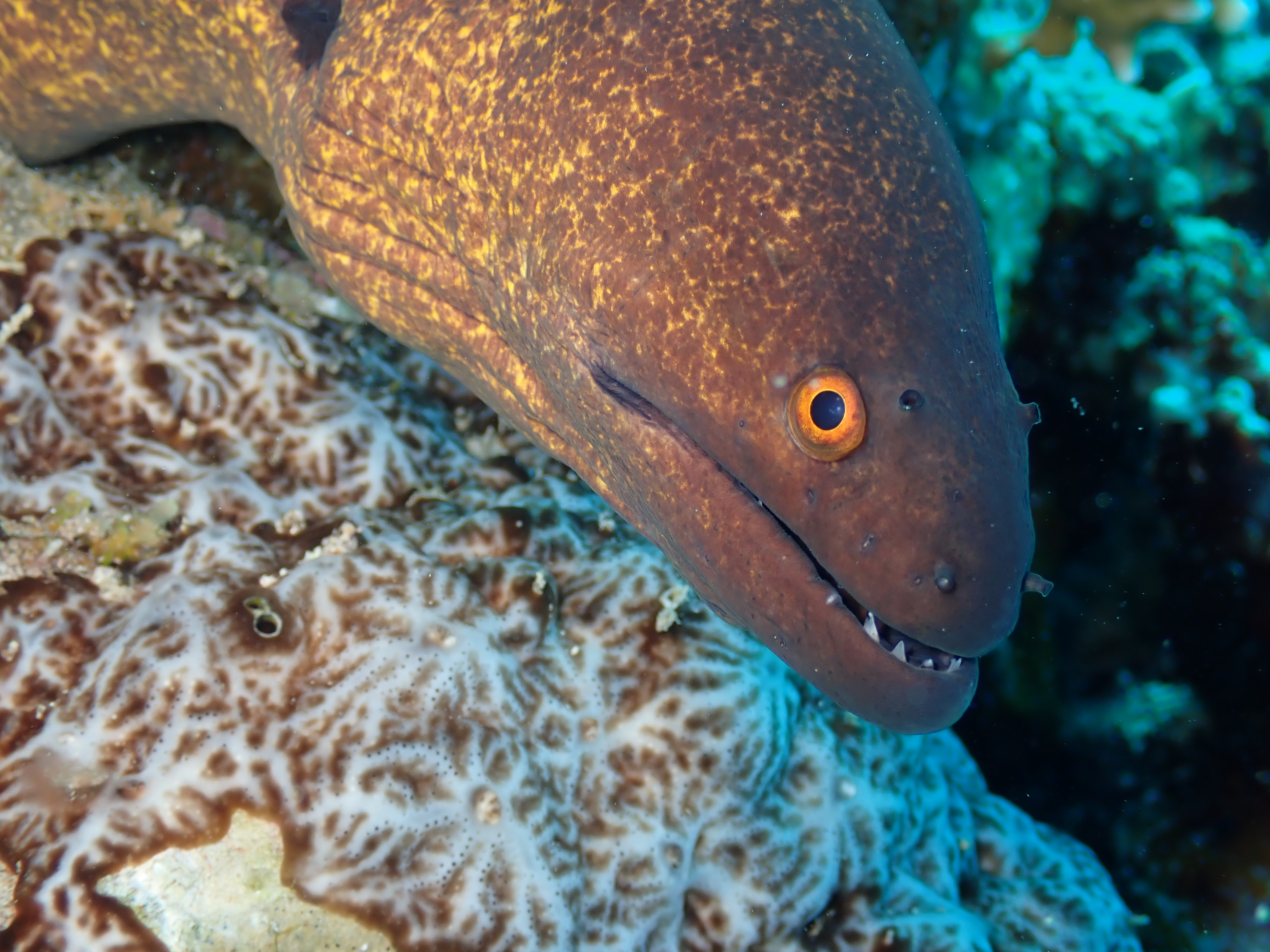 Dive photo