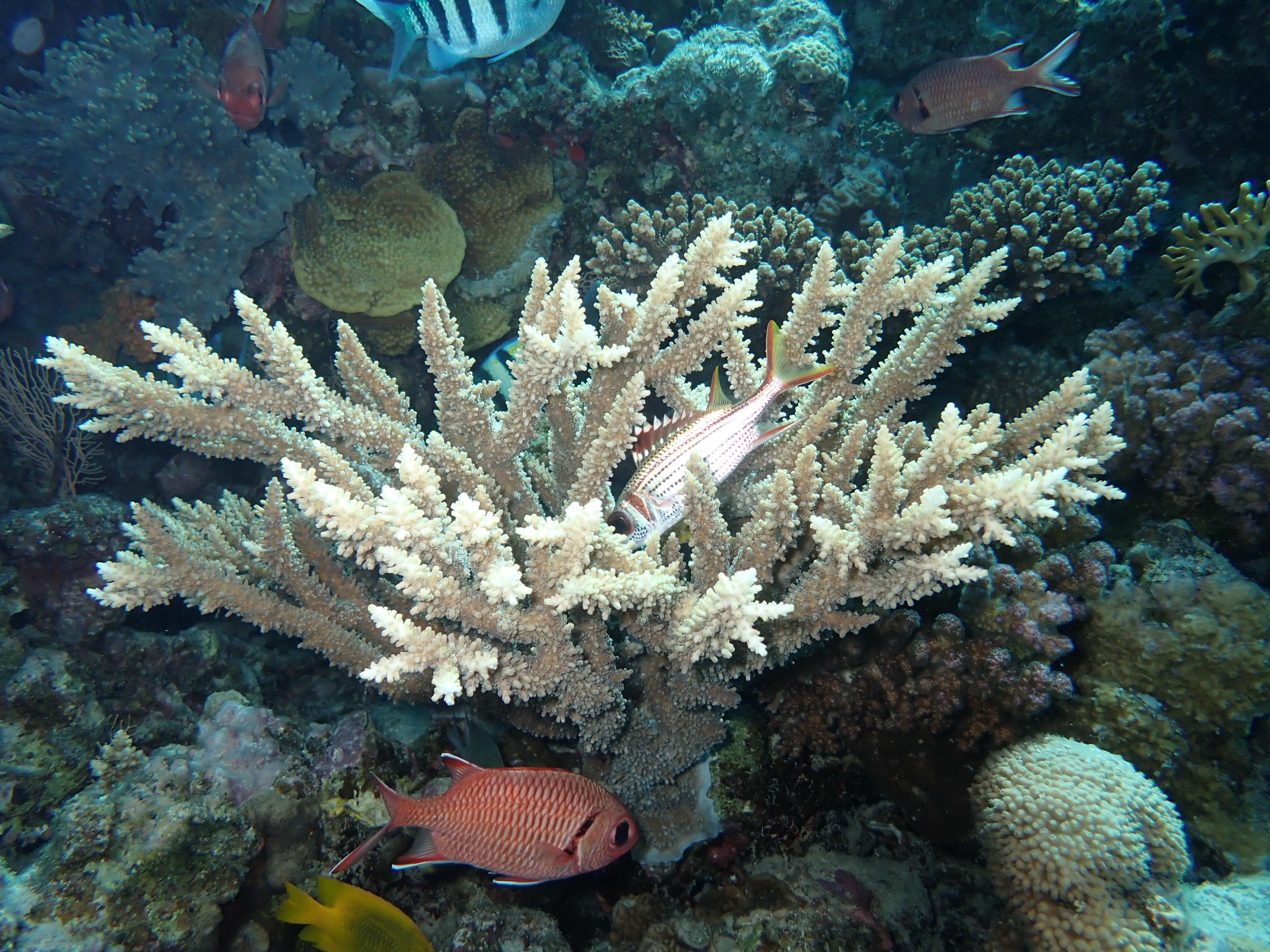 Staghorn Coral (Acropora cervicornis)