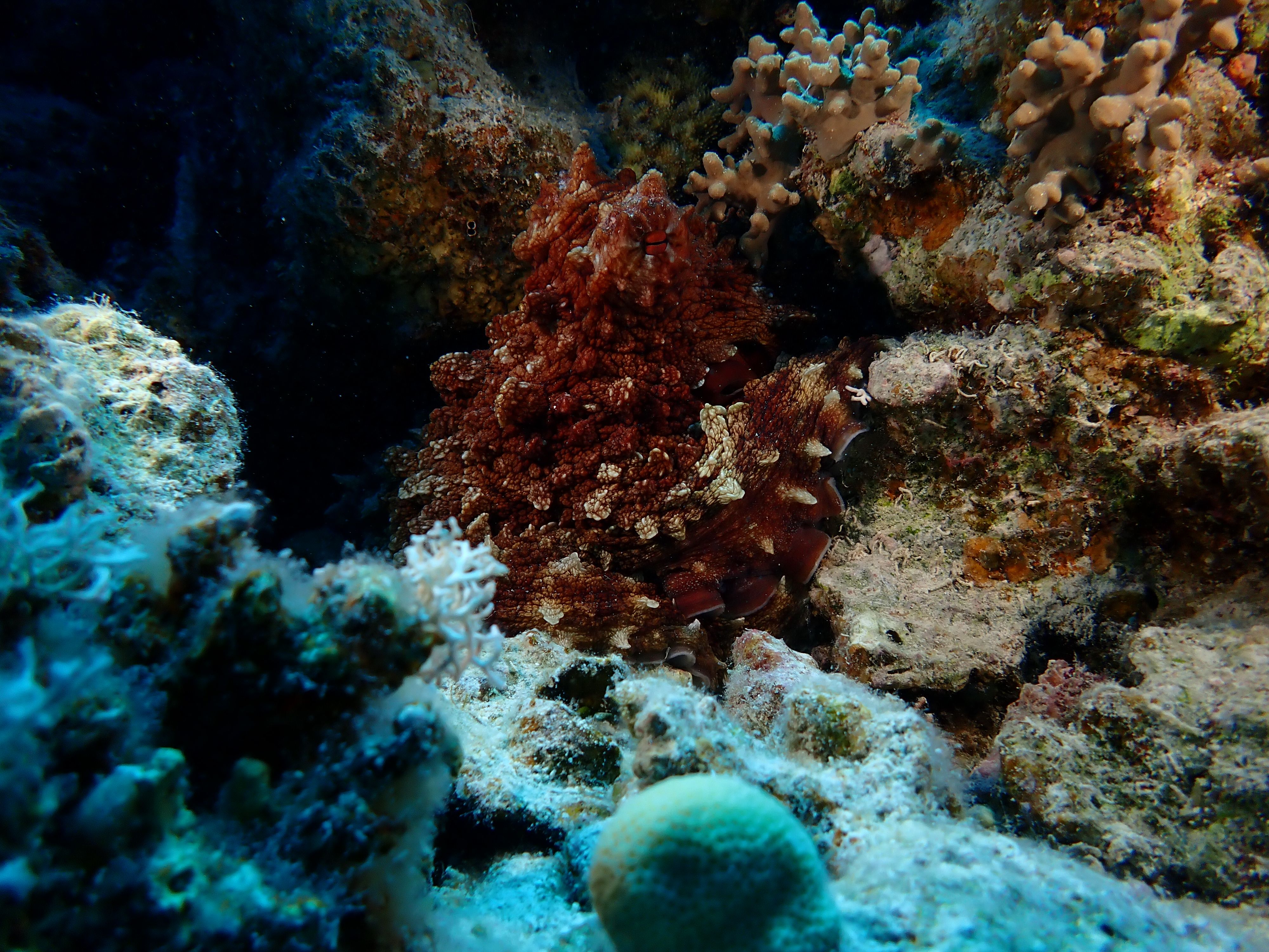 Giant Pacific Octopus (Enteroctopus dofleini)