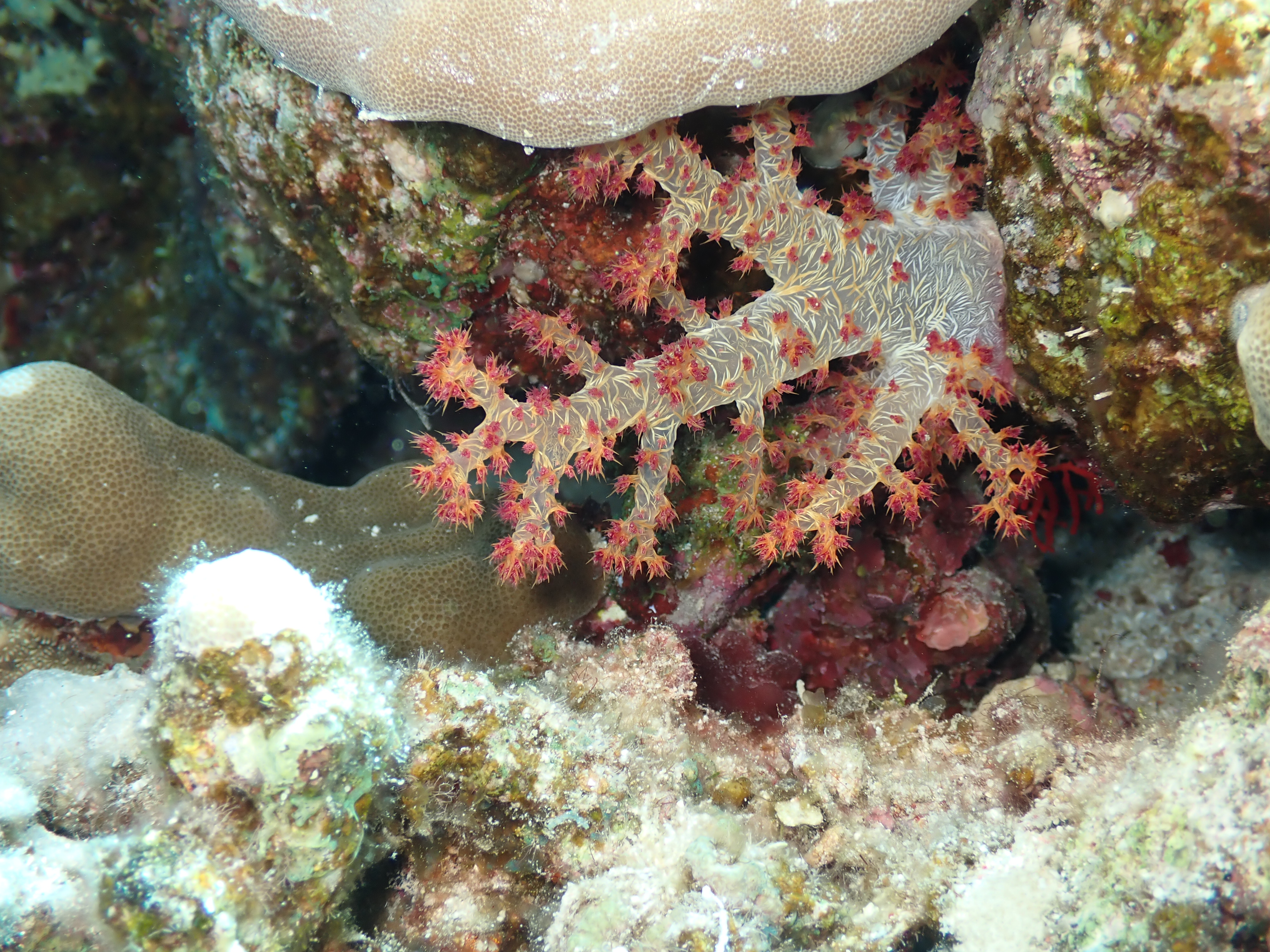 Carnation Coral (Dendronephthya)