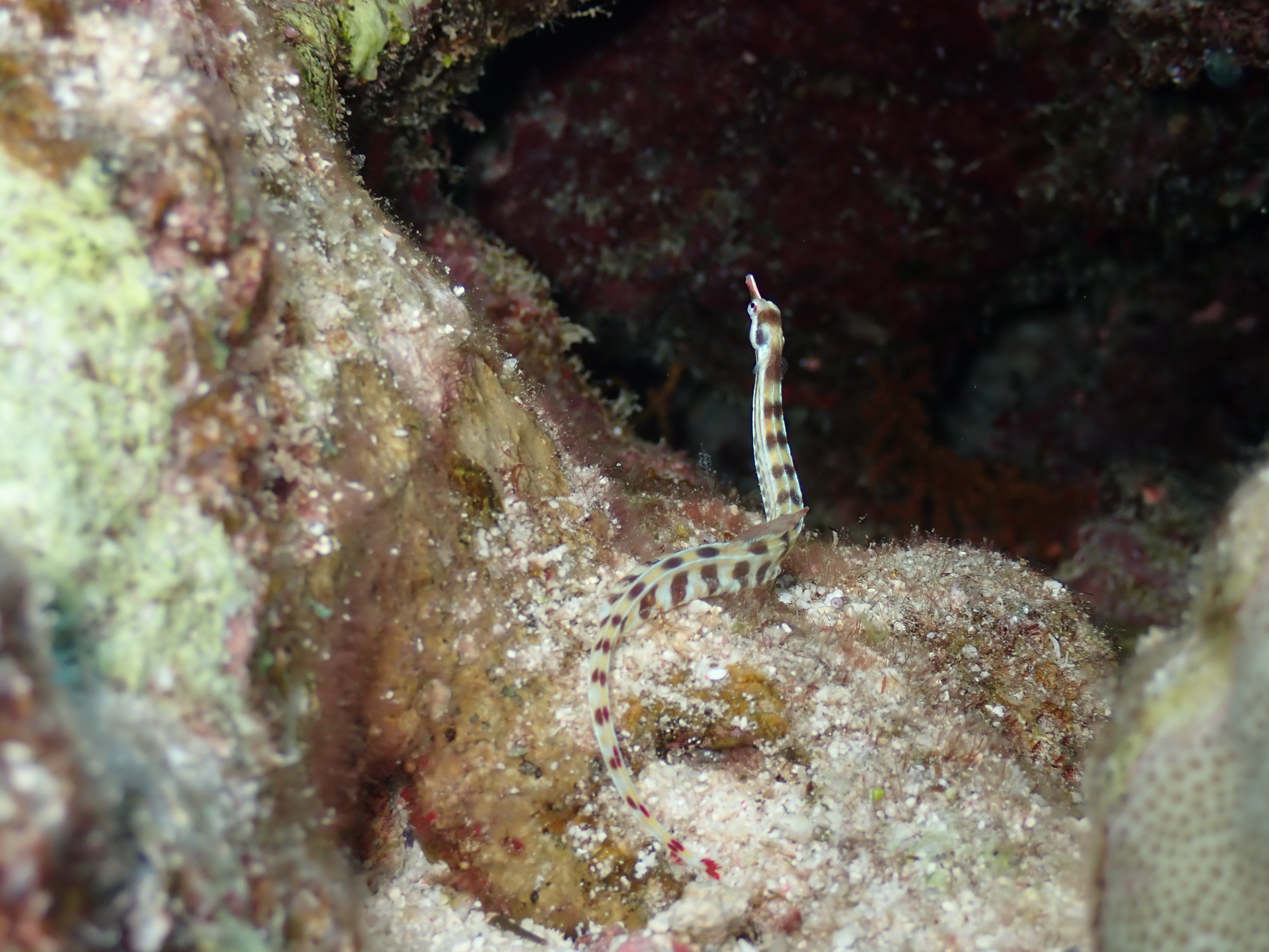 Harlequin Pipefish (Doryrhamphus dactyliophorus)