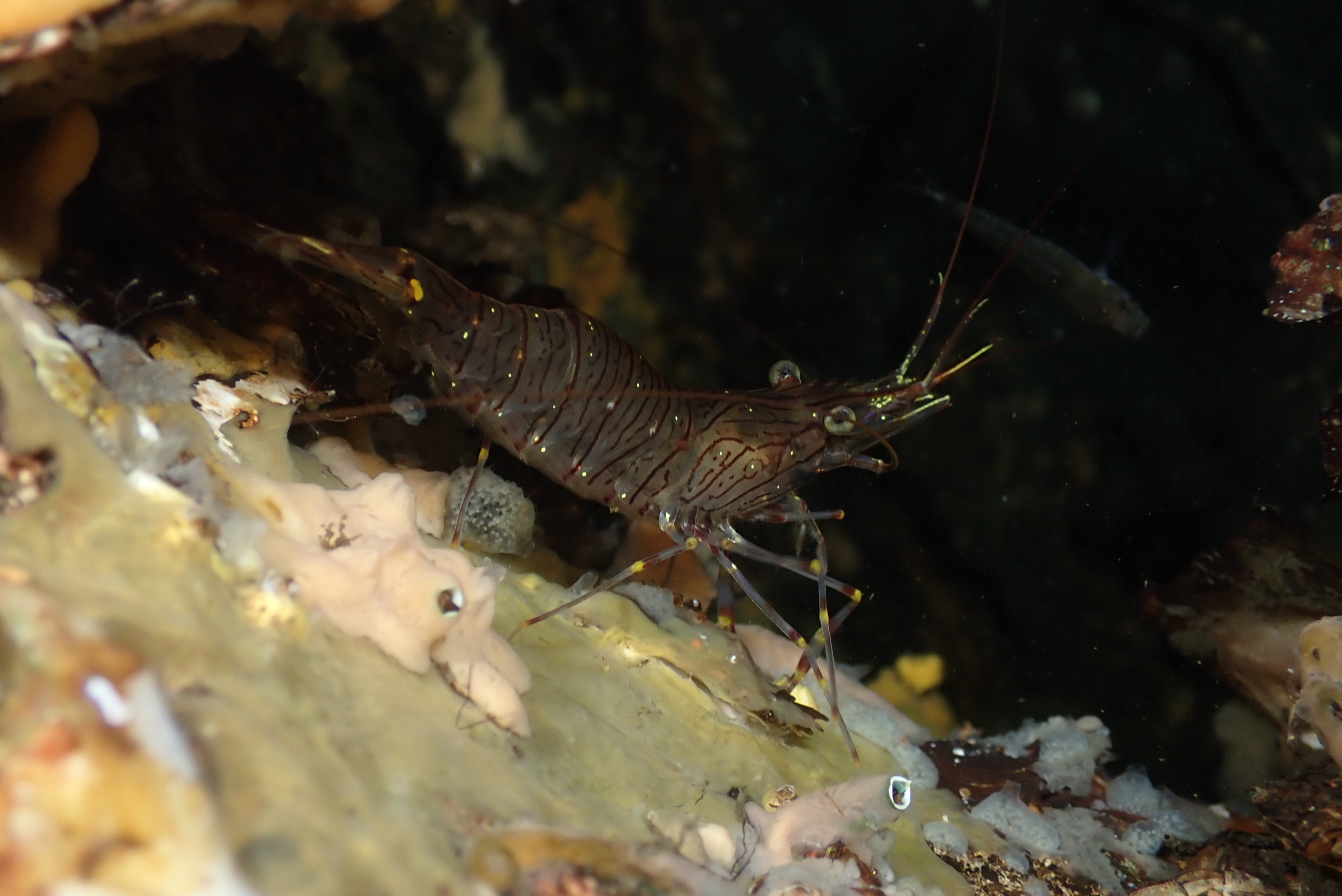 rockpool prawn (Palaemon elegans)