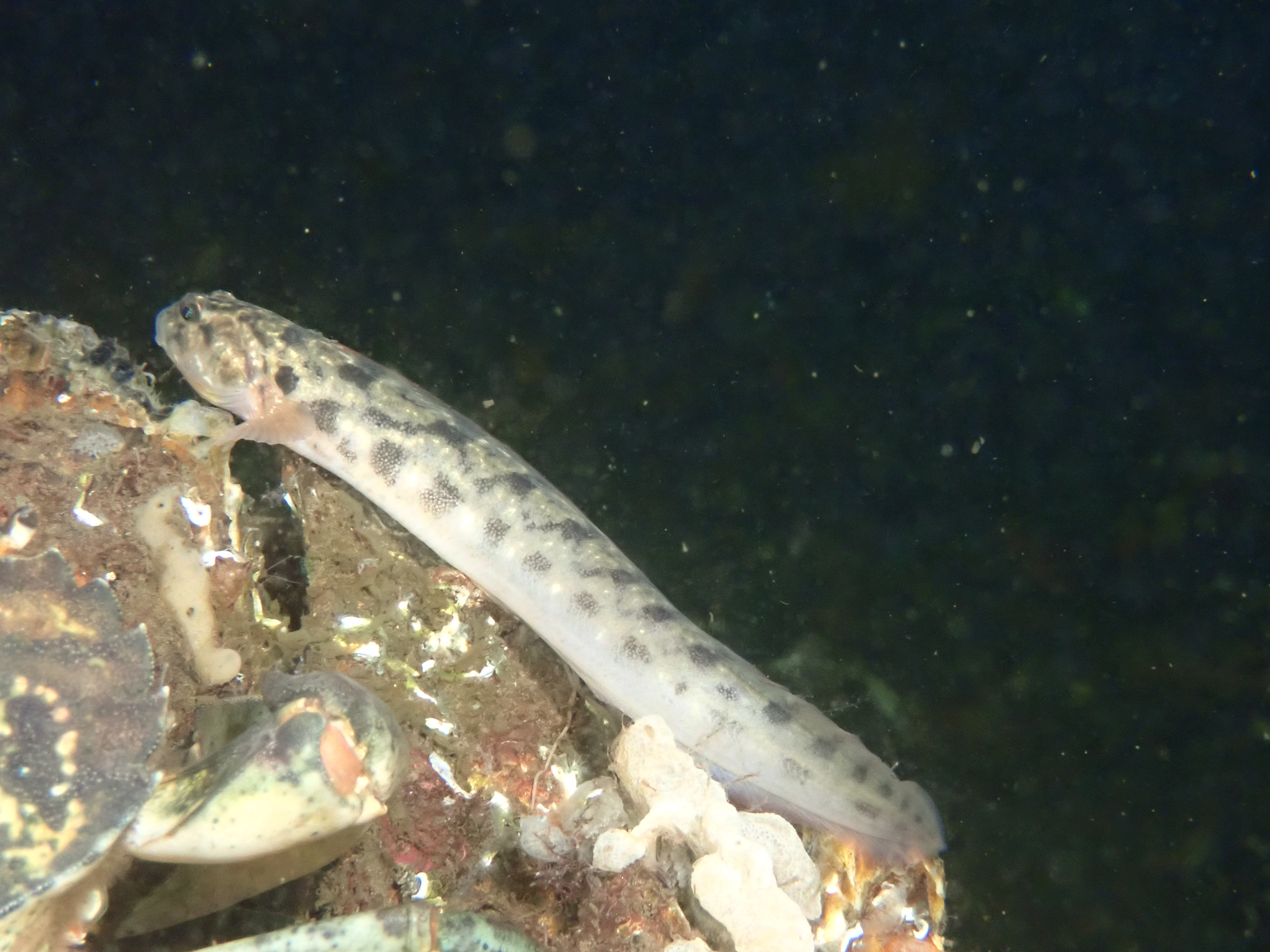 Black Goby (Gobius niger)
