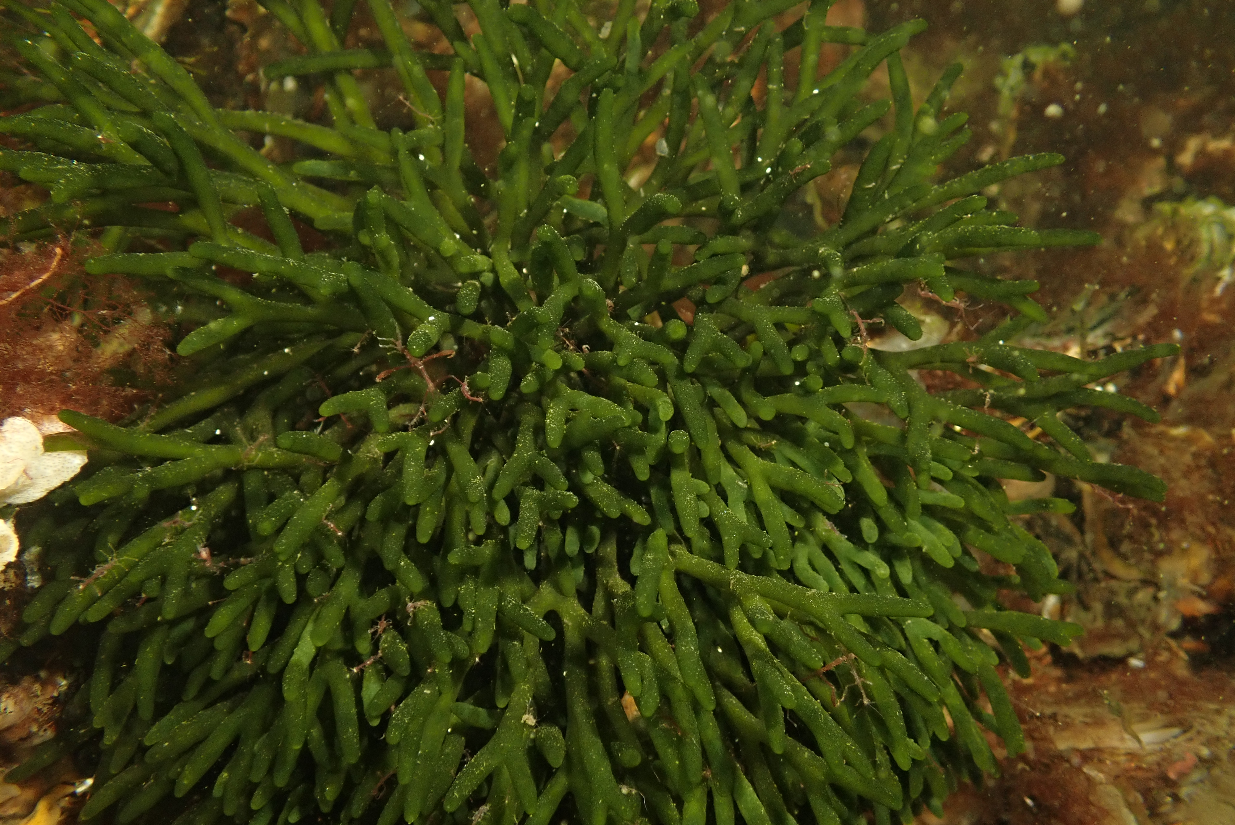 Green Algae (Caulerpa taxifolia)