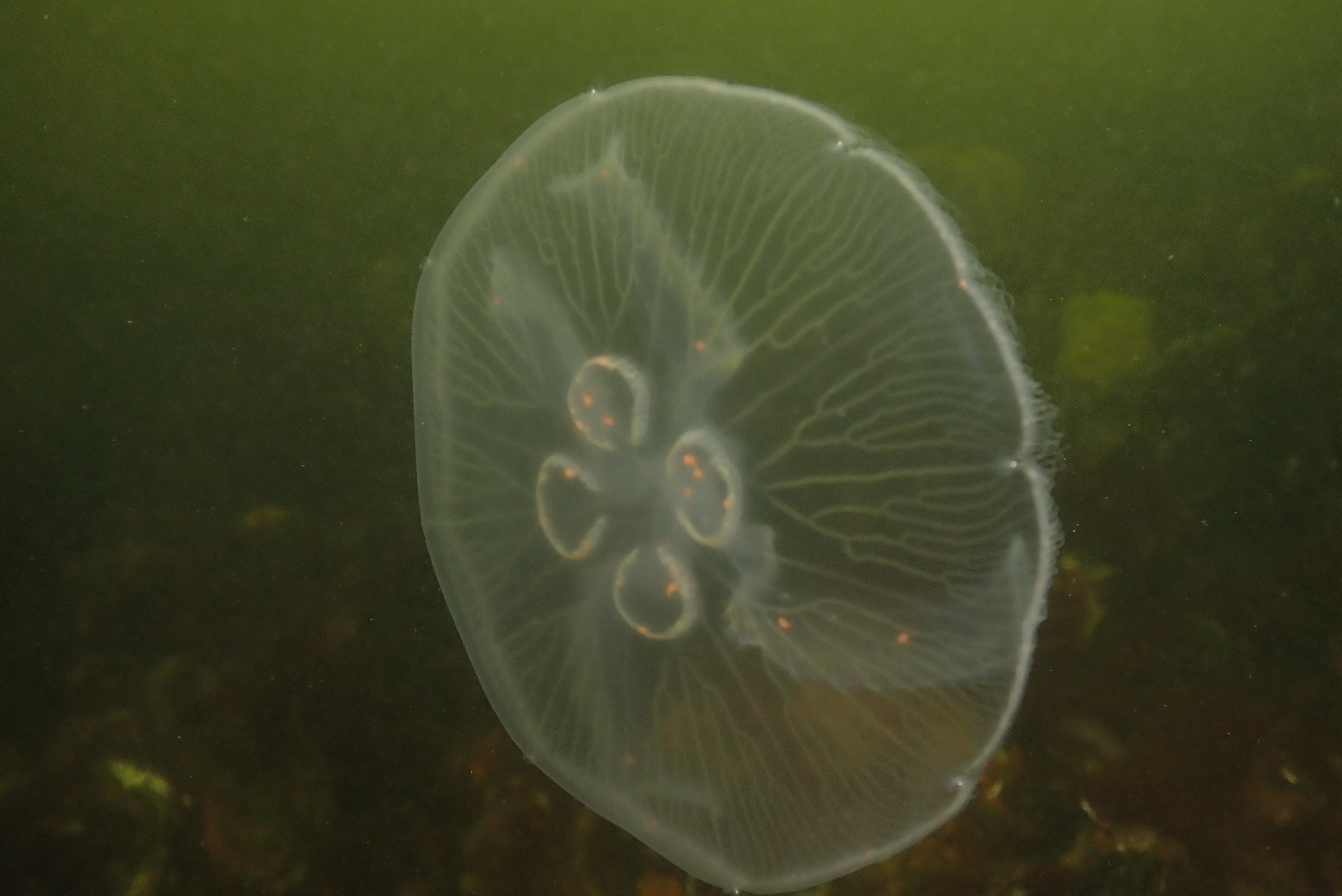 Moon Jelly (Aurelia aurita)