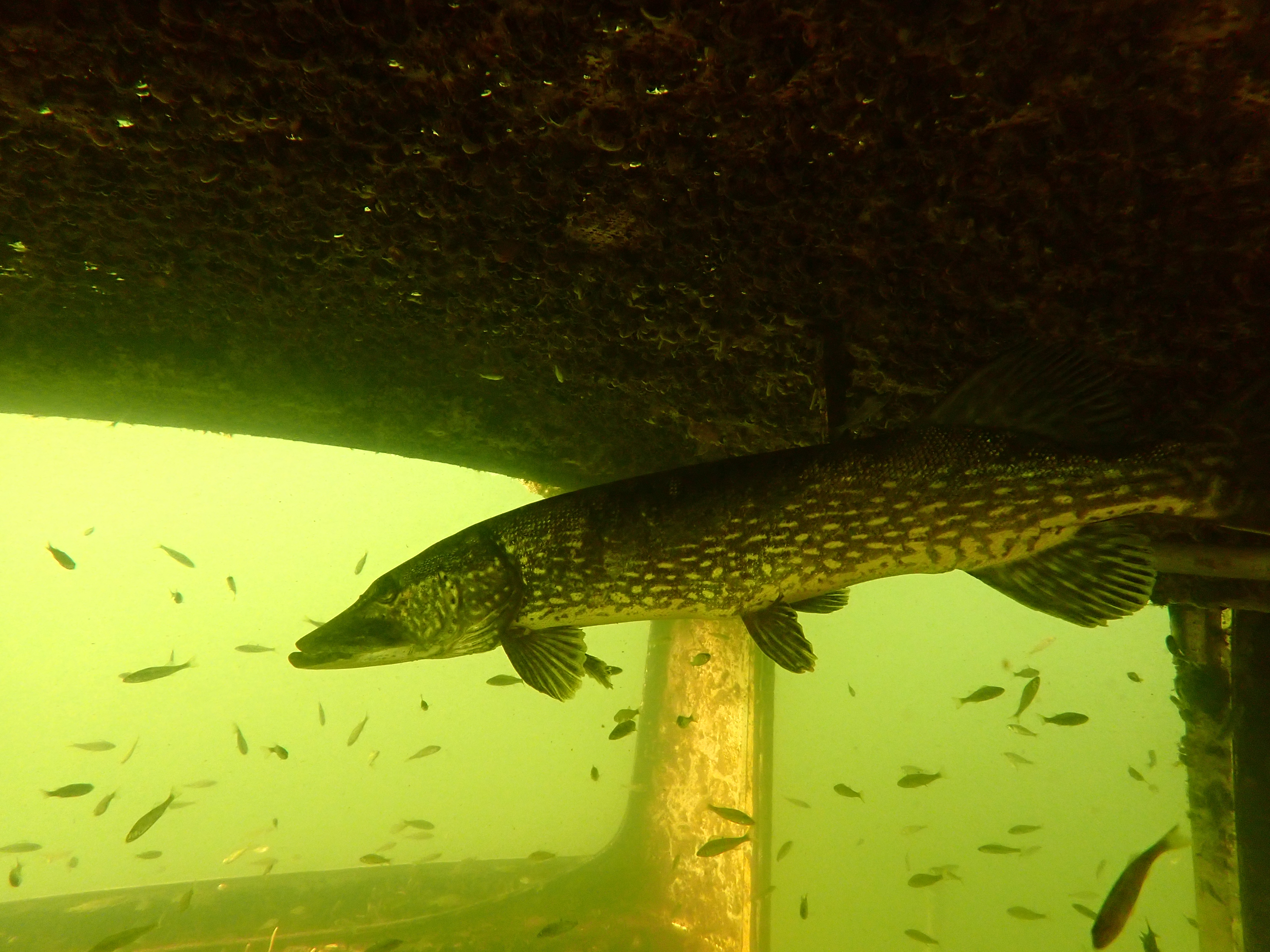 Northern Pike (Esox lucius)