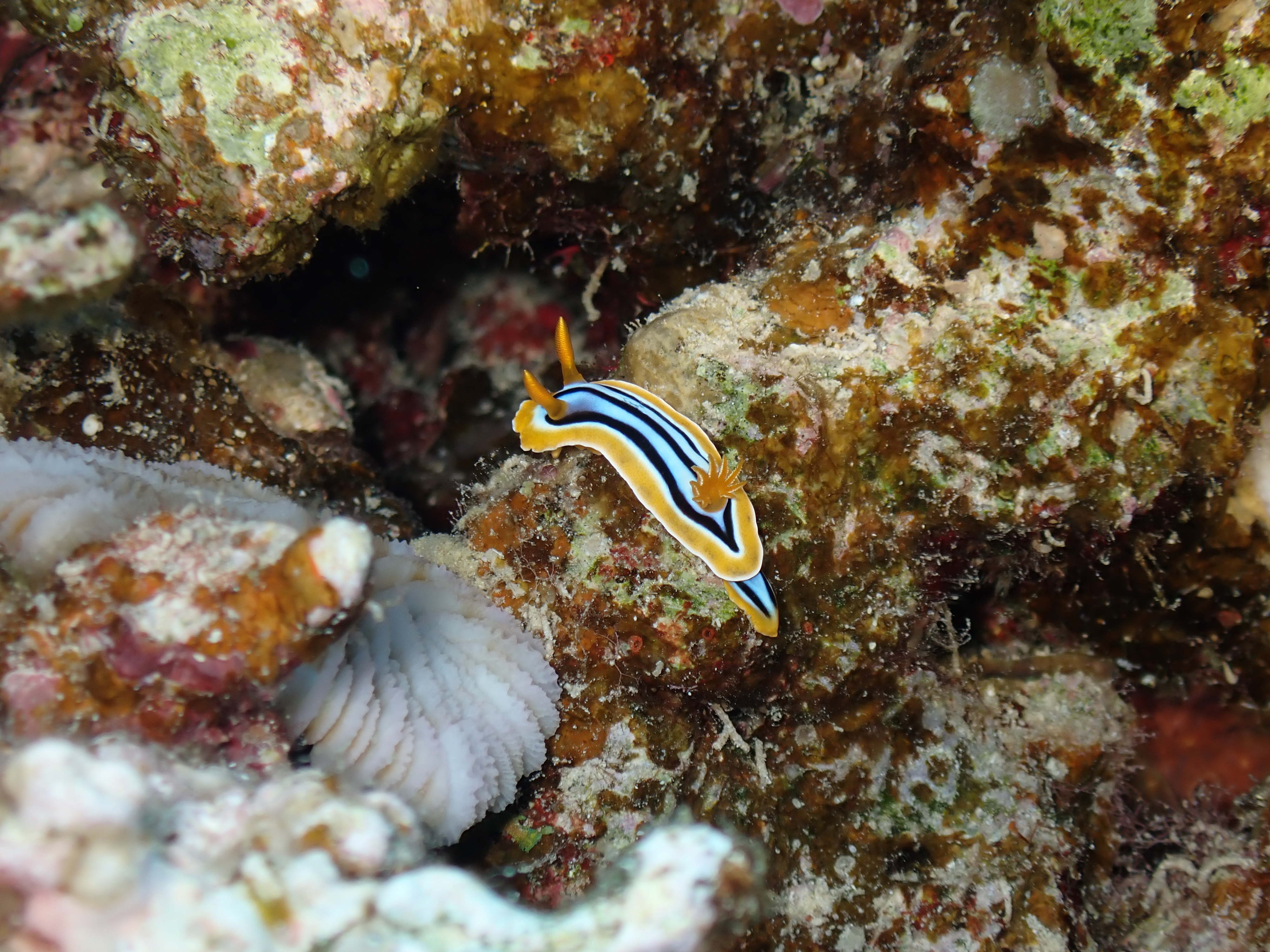 Chromodoris Willani (Chromodoris willani)