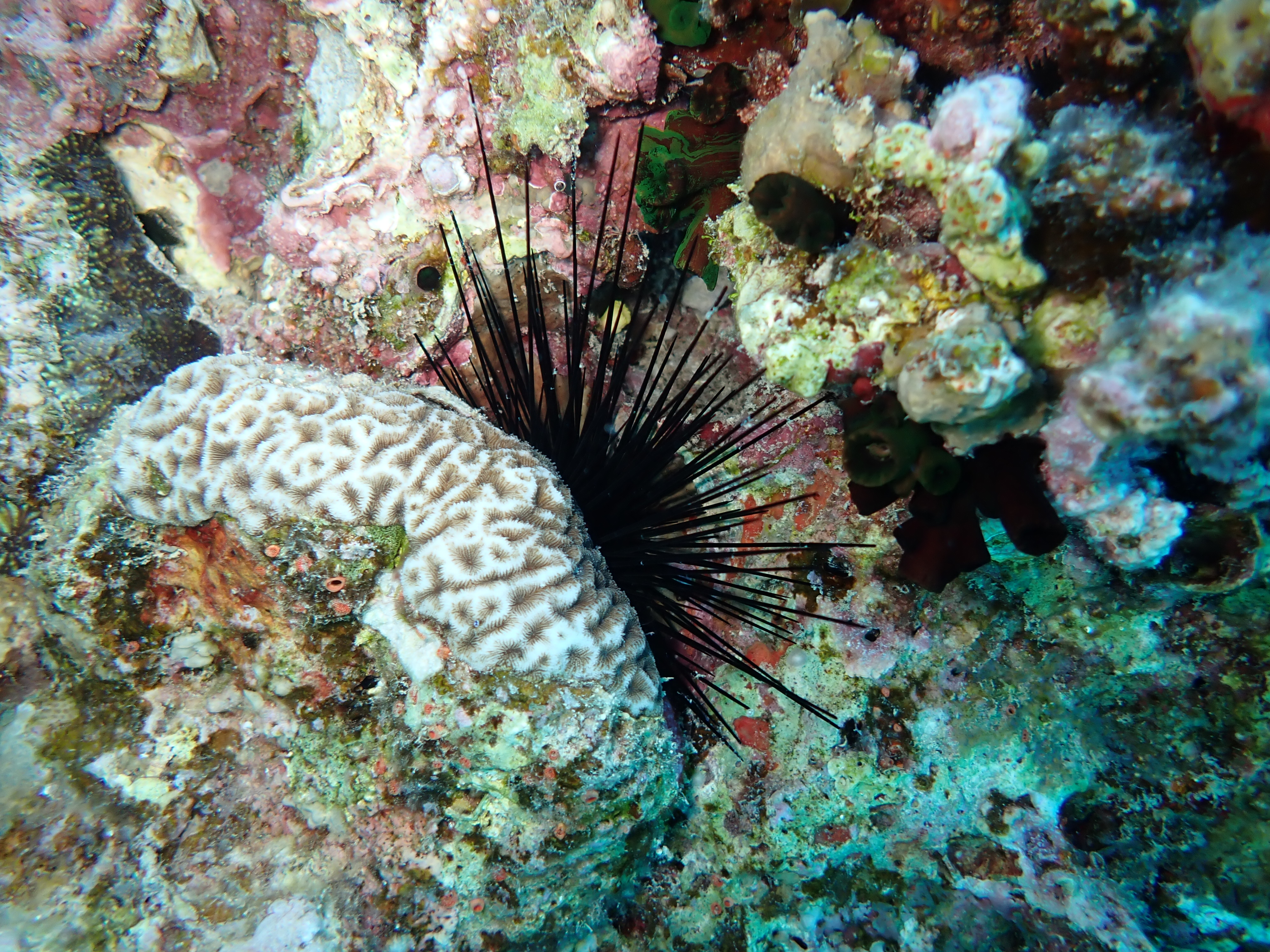 Long-spined Sea Urchin (Diadema setosum)