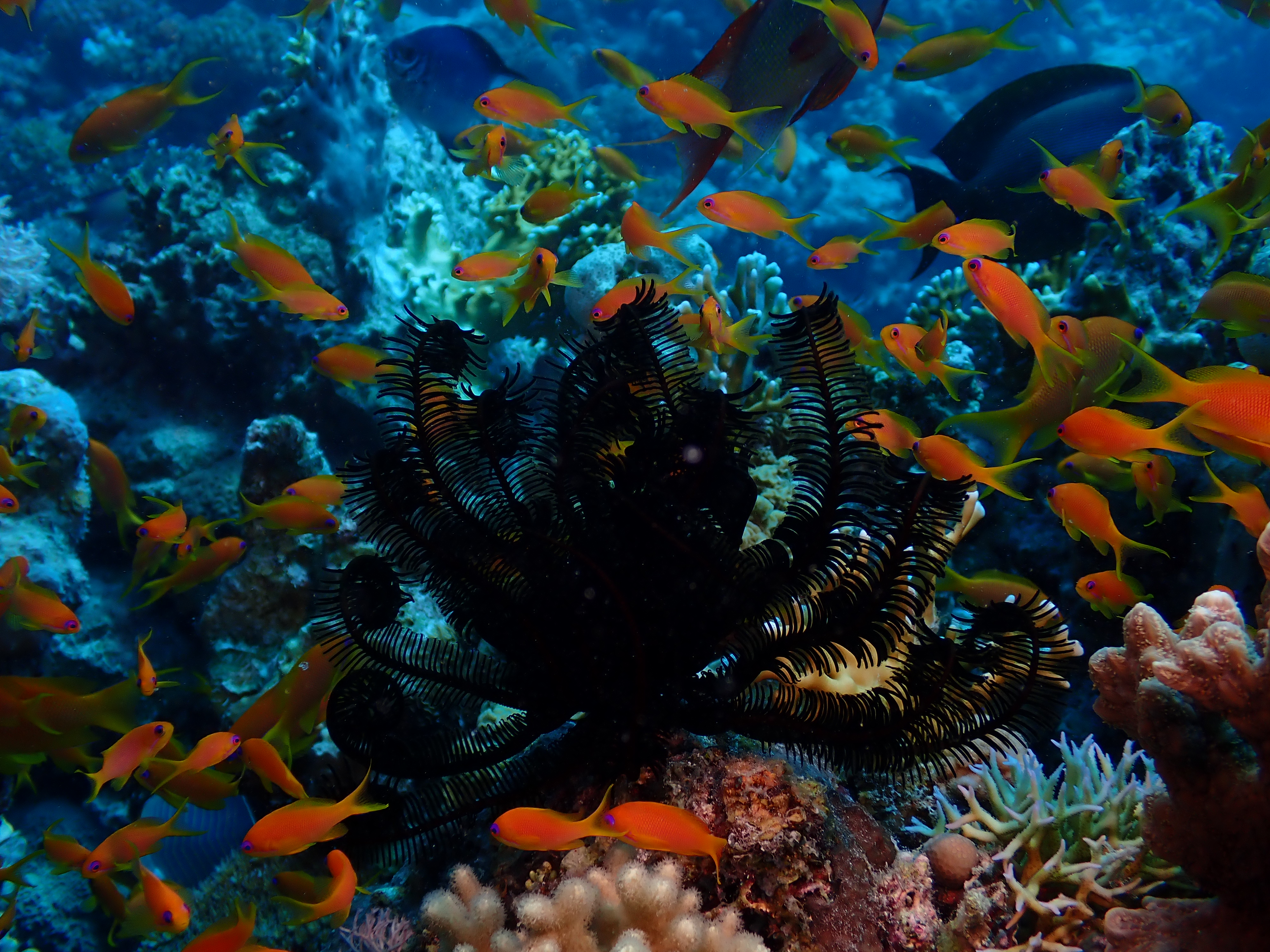 Red Sea Bannerfish (Heniochus intermedius)