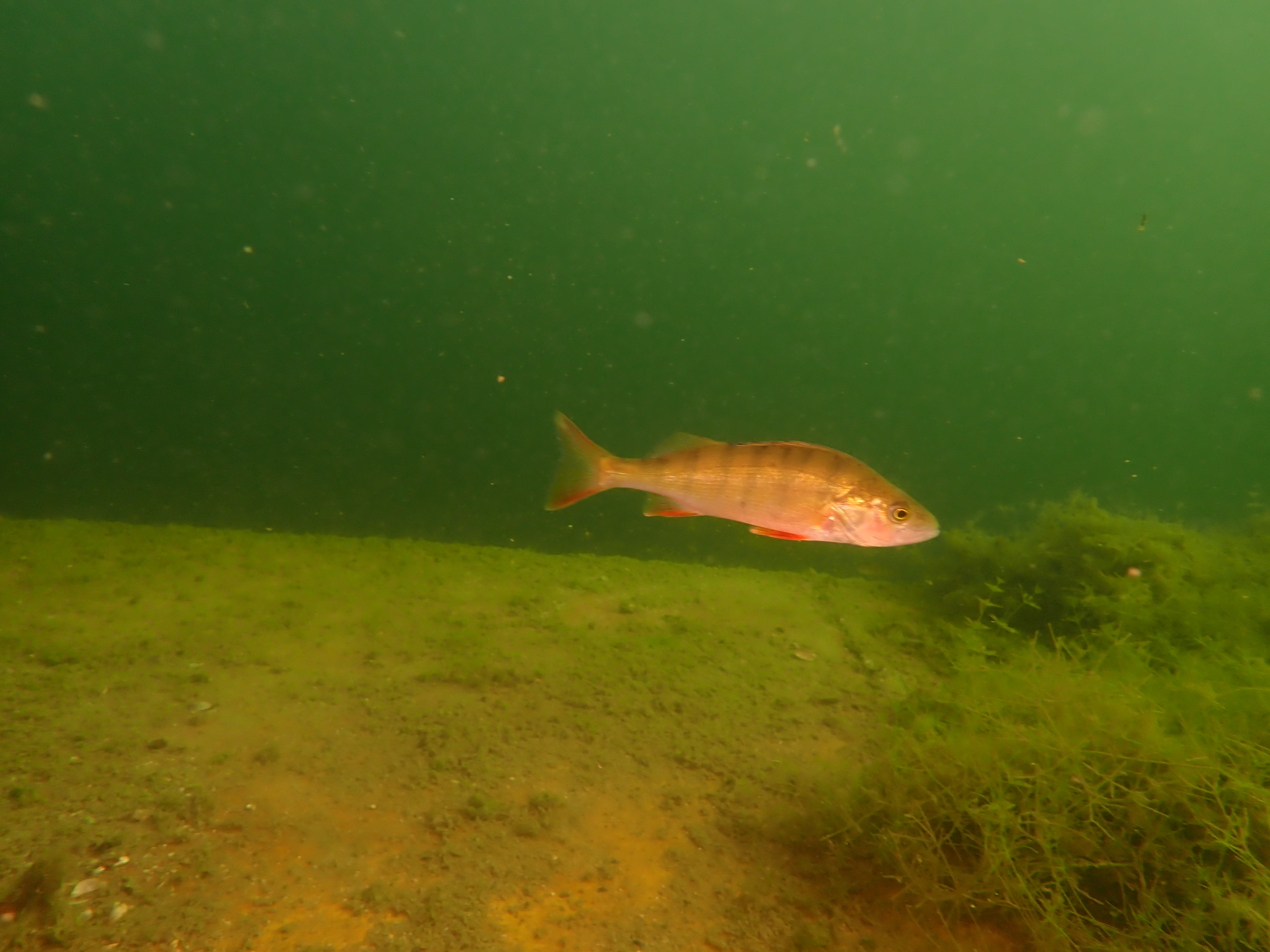 European Perch (Perca fluviatilis)