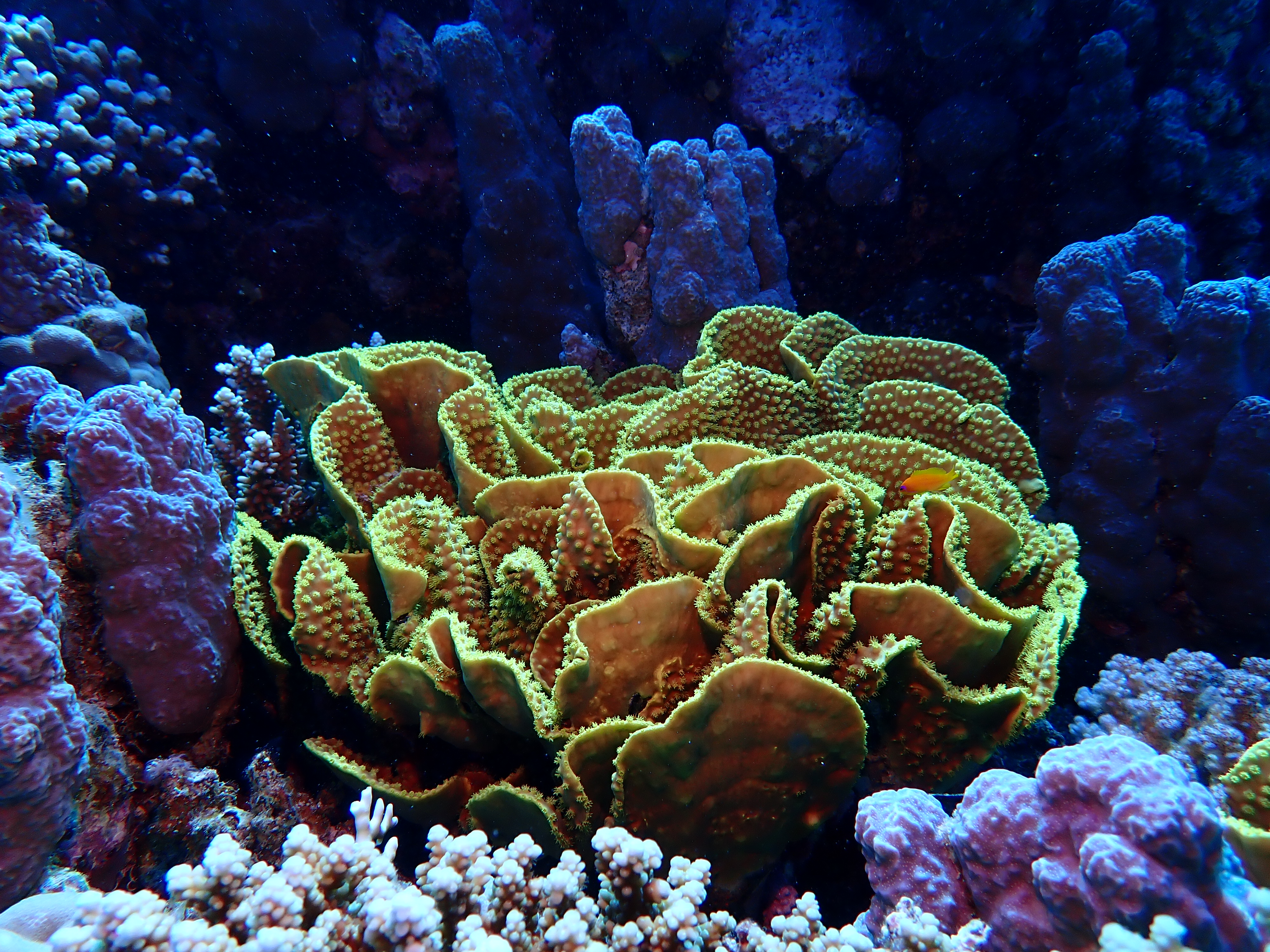 Plate Coral (Pavona cactus)