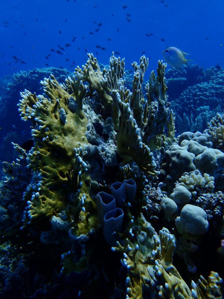 Staghorn Coral (Acropora)