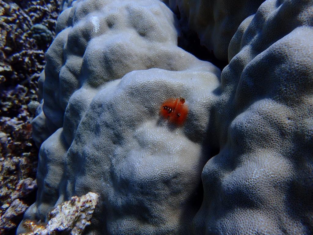 Christmas Tree Worm (Spirobranchus giganteus)