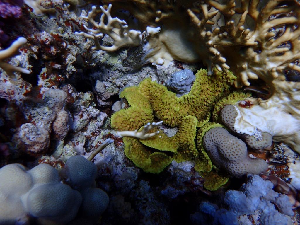 Lettuce Coral (Turbinaria mesenterina)