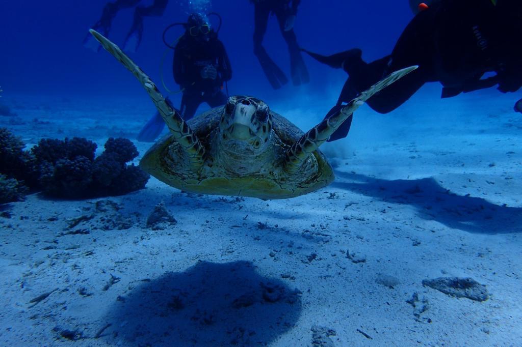 Green Sea Turtle (Chelonia mydas)